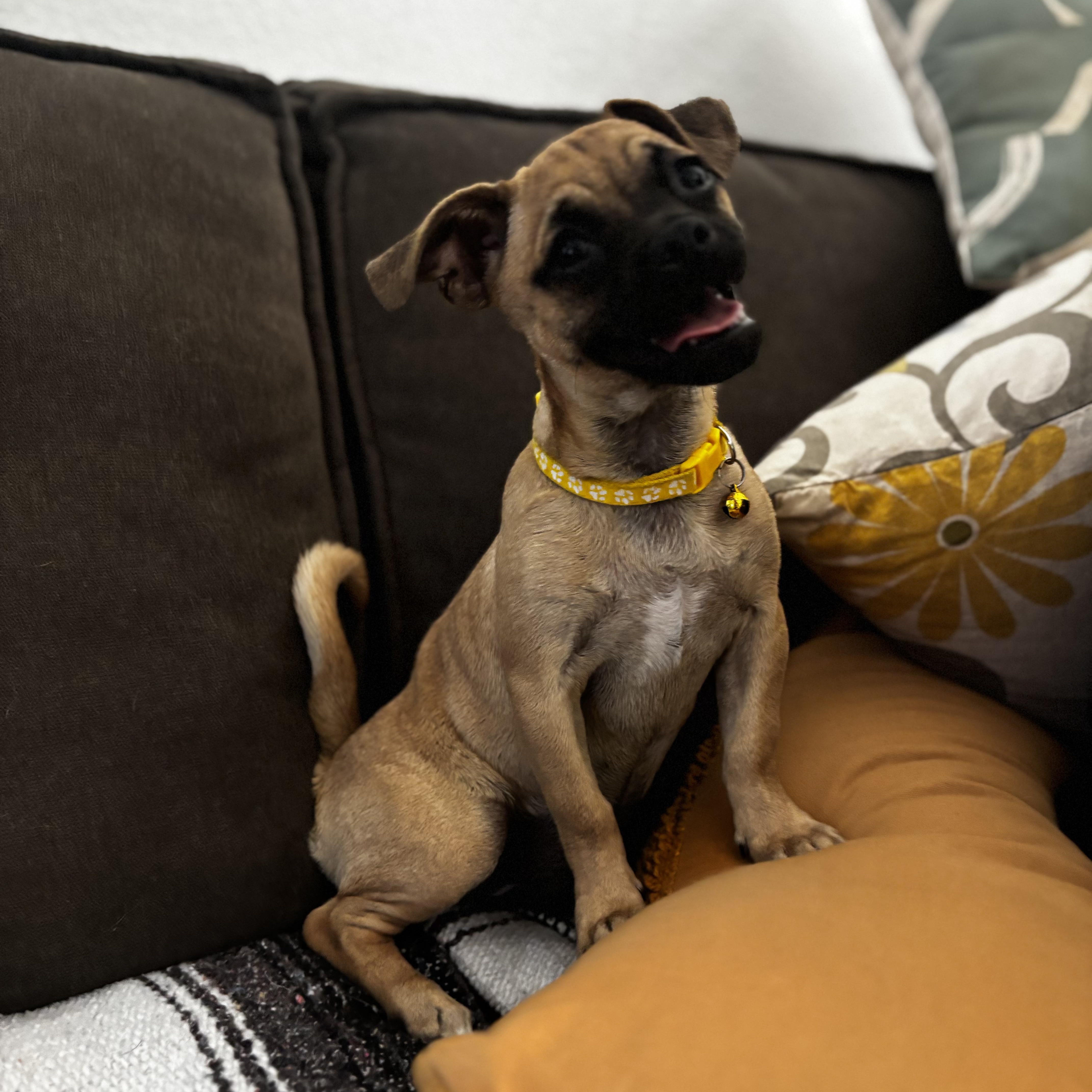 Rue, an adopted mixed breed in Seal Beach, CA image 6/6