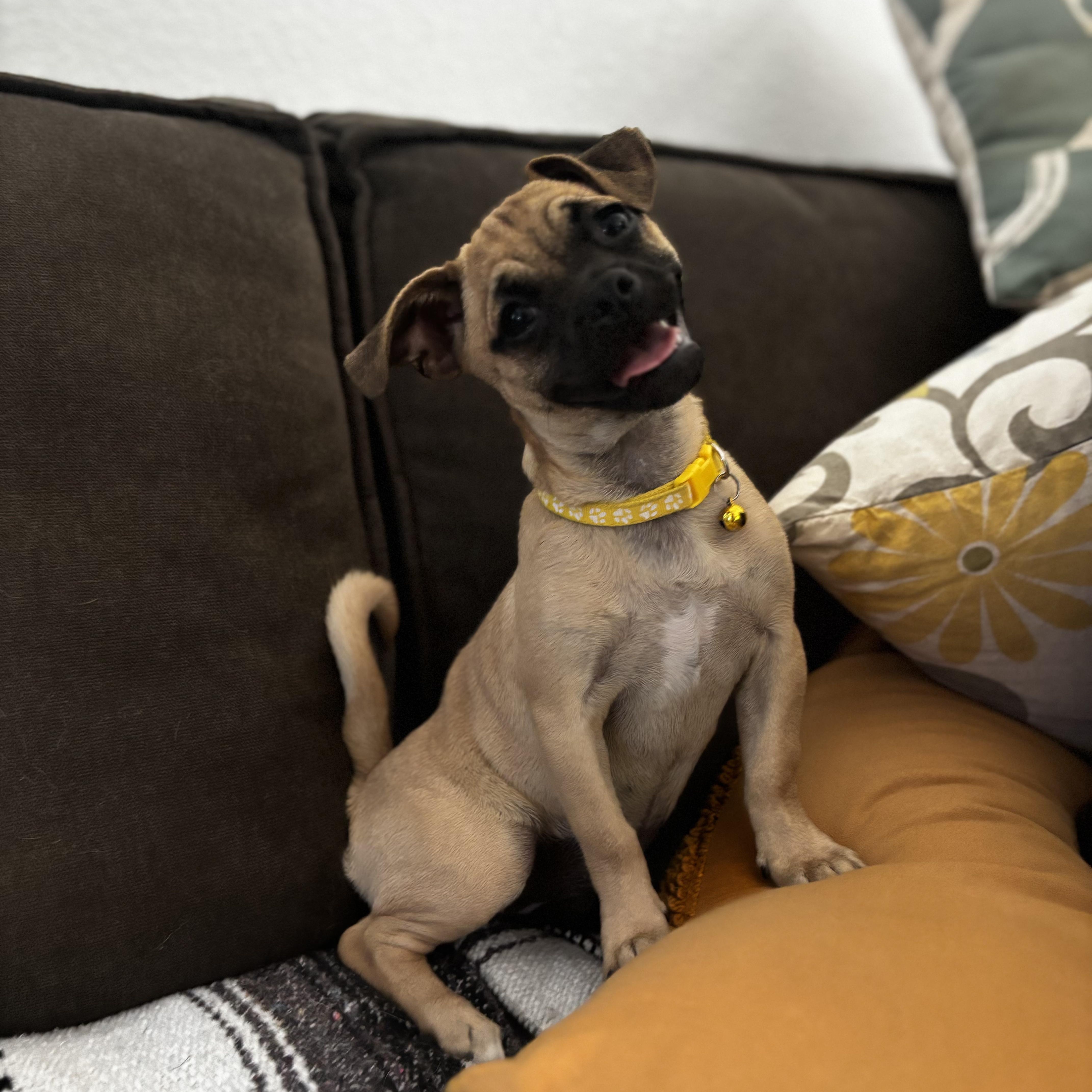 Rue, adopted, Puppy Female Pug & Jack Russell Terrier.