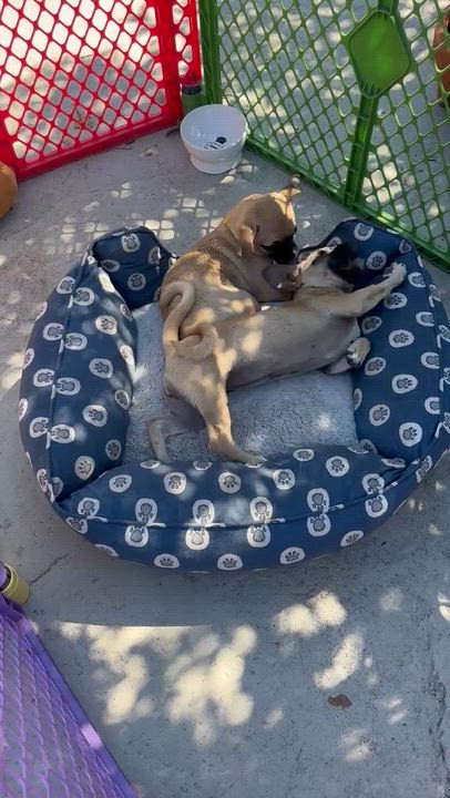 Enlarge Rue, an adopted mixed breed in Seal Beach, CA video 4/6