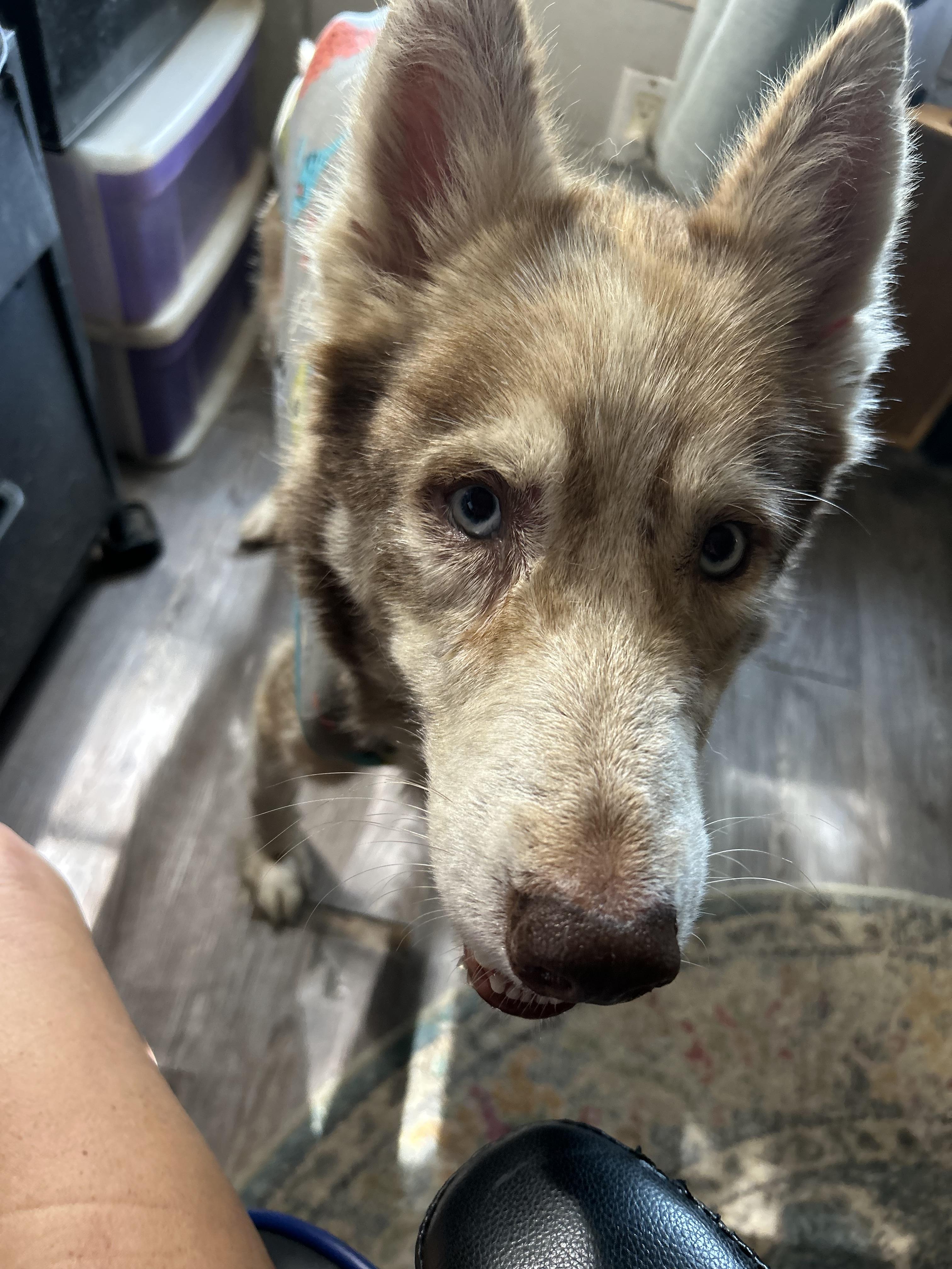 ANAISE, ADOPTABLE, Young Female Siberian Husky.