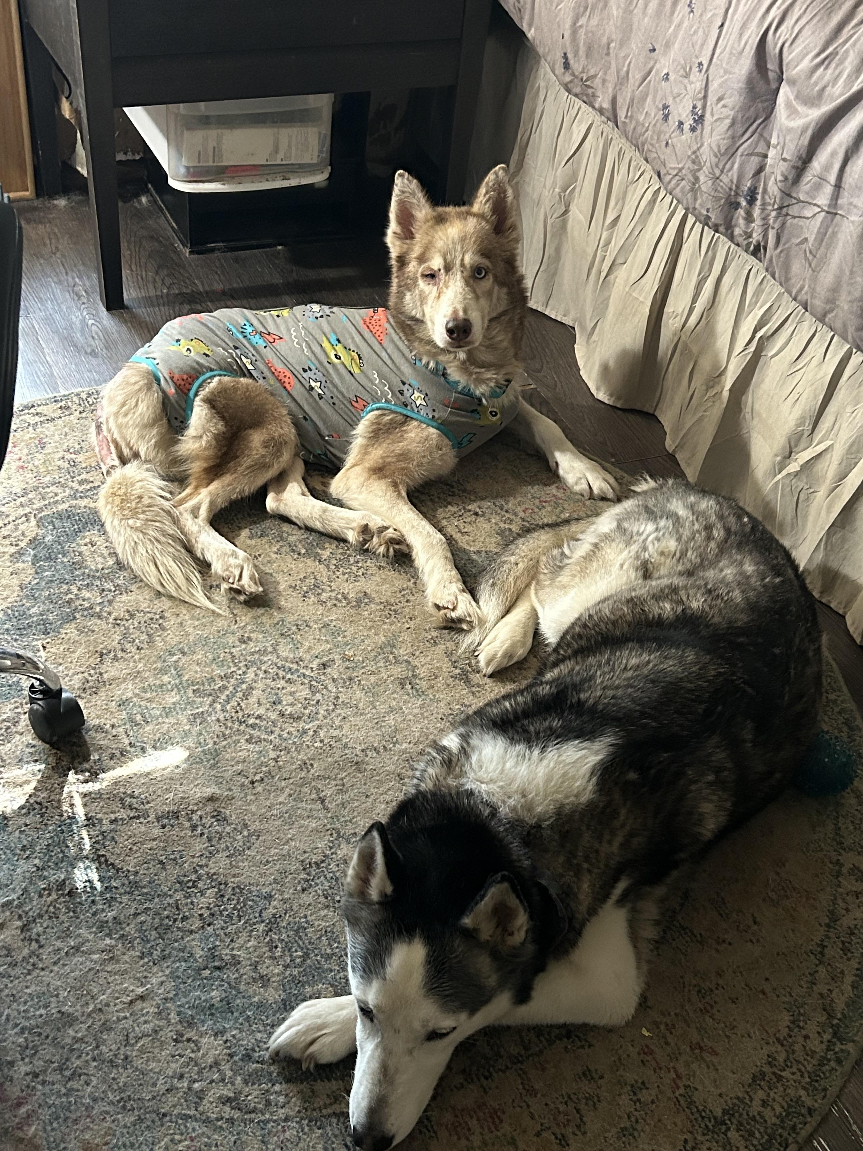 ANAISE, a ADOPTABLE Siberian Husky in Lakeland, FL image 2/2