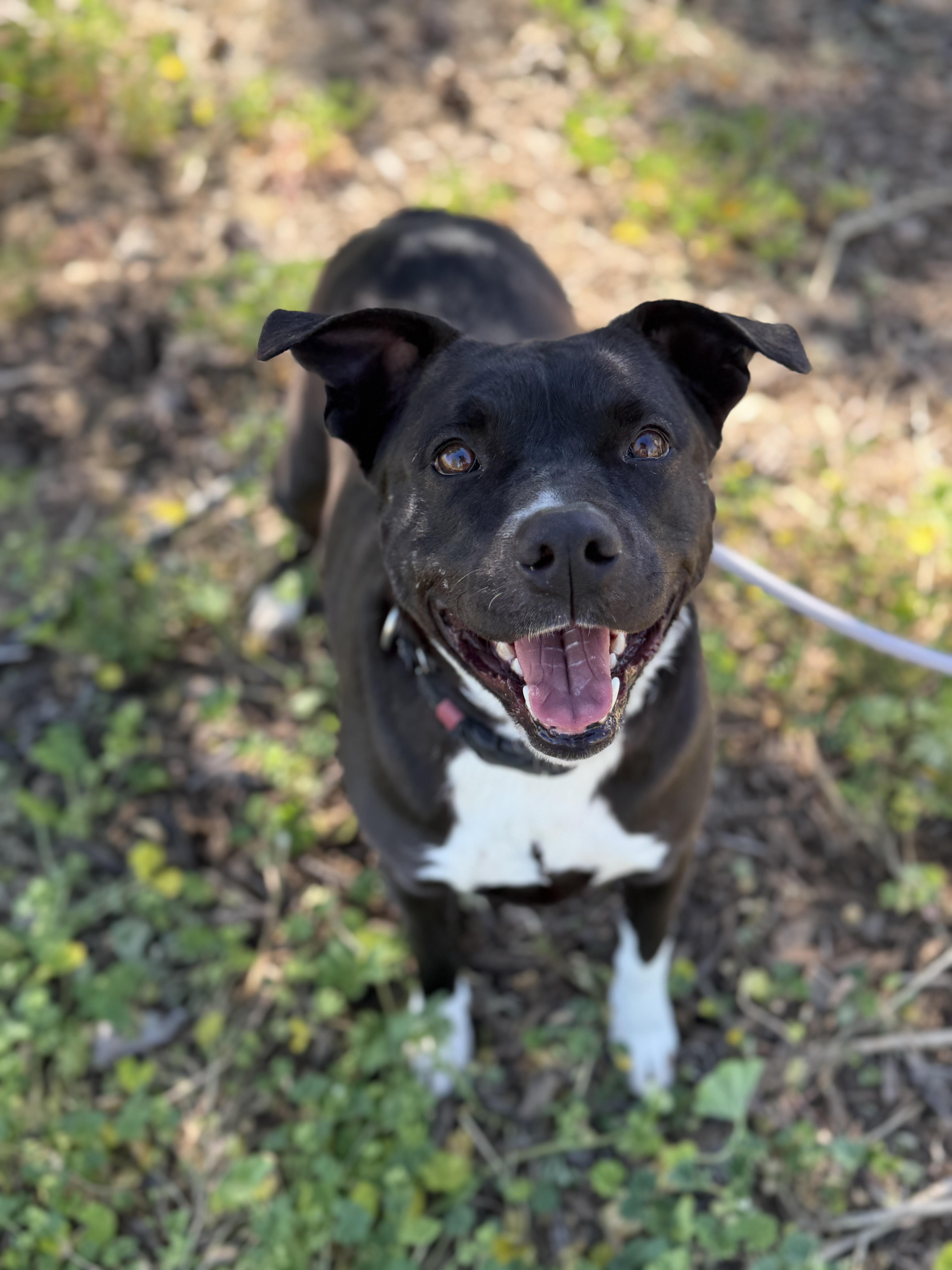 Enlarge Taz, a Adoptable mixed breed in Sierra Vista, AZ image 6/6