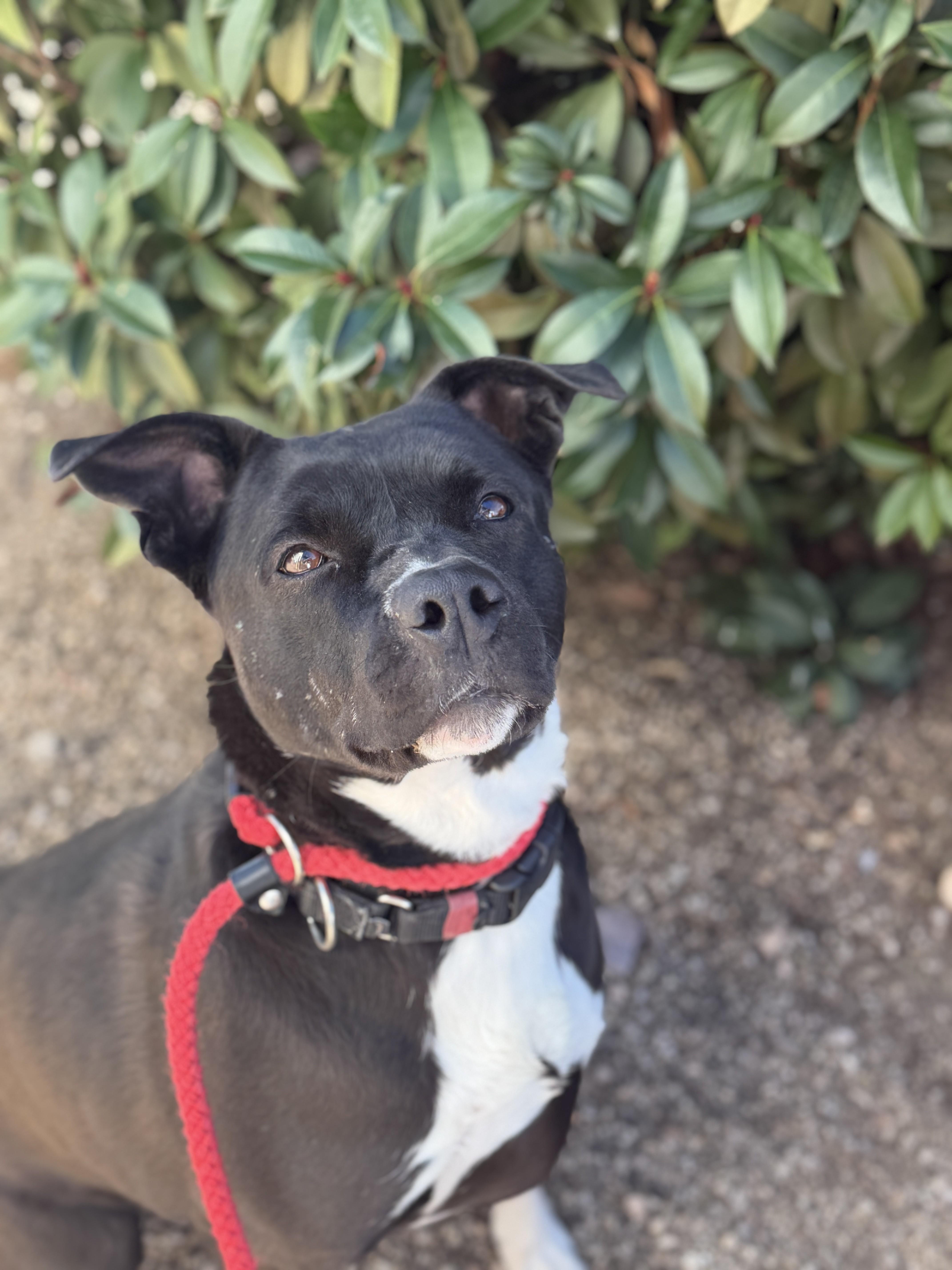 Enlarge Taz, a Adoptable mixed breed in Sierra Vista, AZ image 2/4