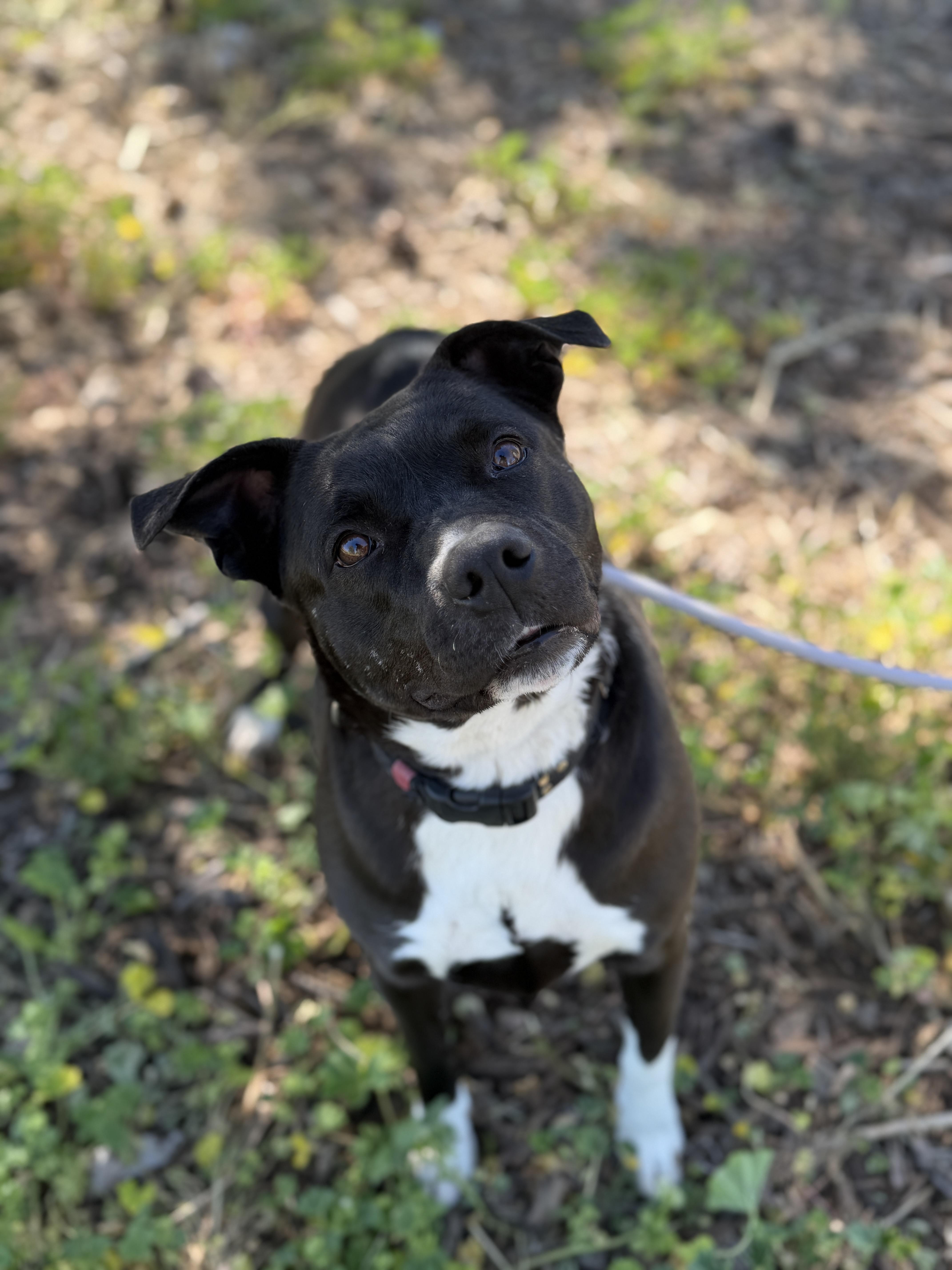 Enlarge Taz, a Adoptable mixed breed in Sierra Vista, AZ image 1/6