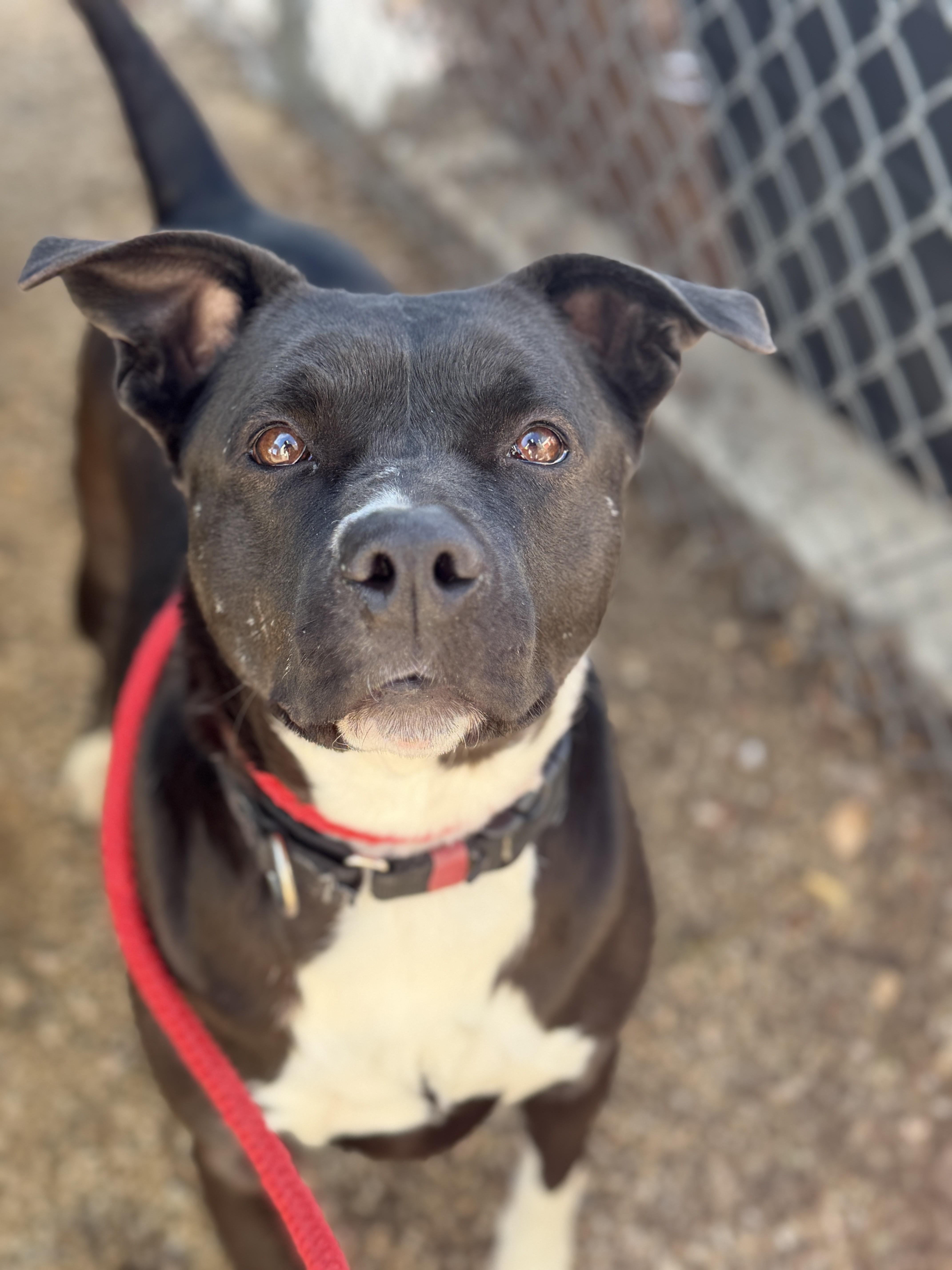 Enlarge Taz, a Adoptable mixed breed in Sierra Vista, AZ image 1/4