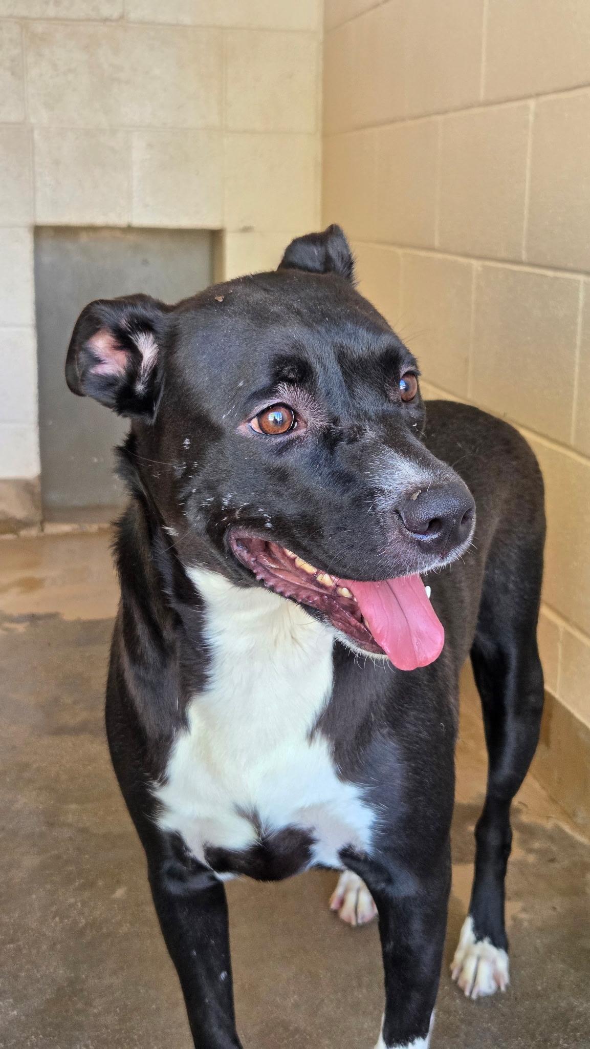 Enlarge Taz, a Adoptable mixed breed in Sierra Vista, AZ image 1/2