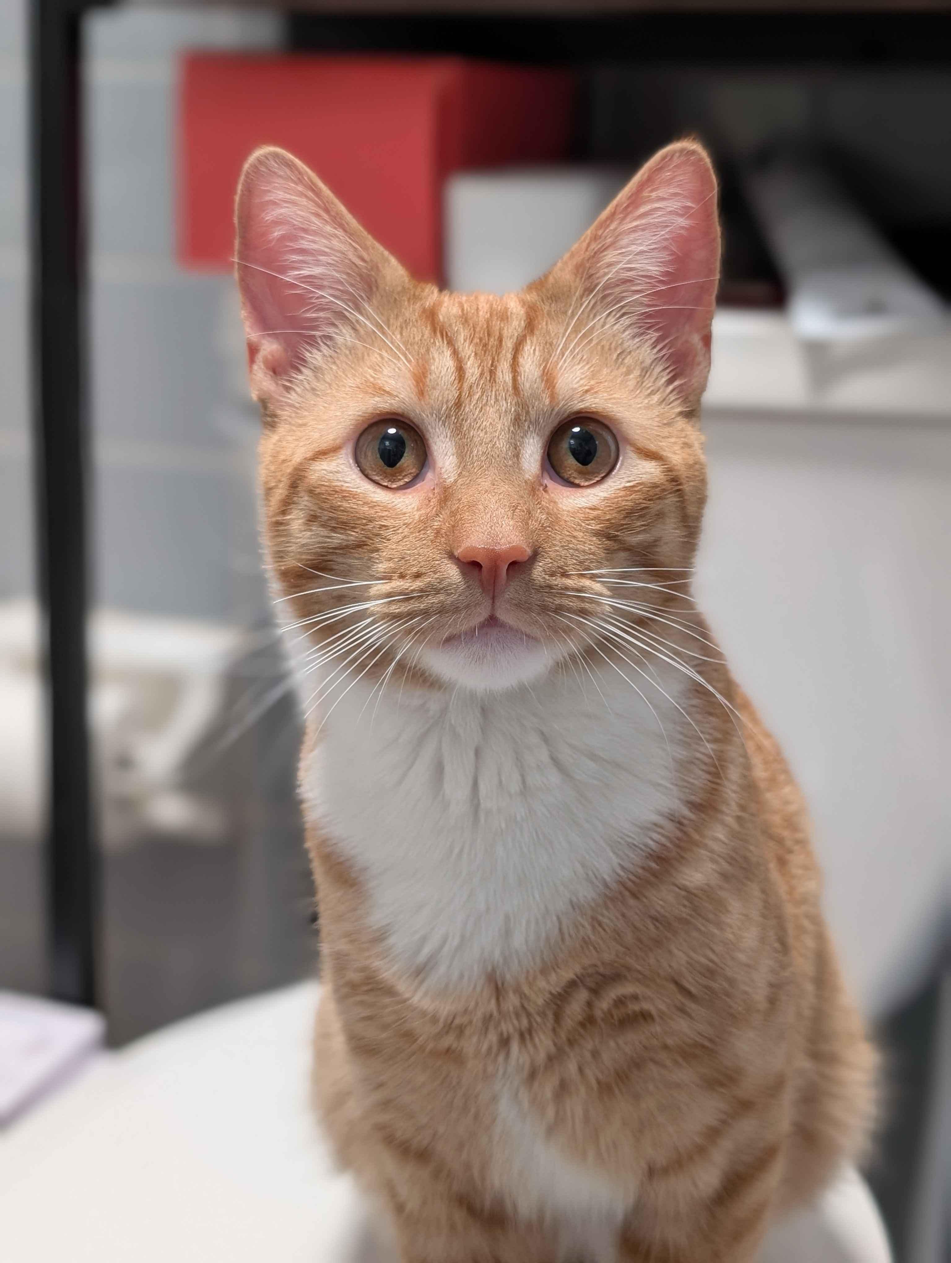 Calcifer, an adopted Domestic Short Hair in Philadelphia, PA image 1/5