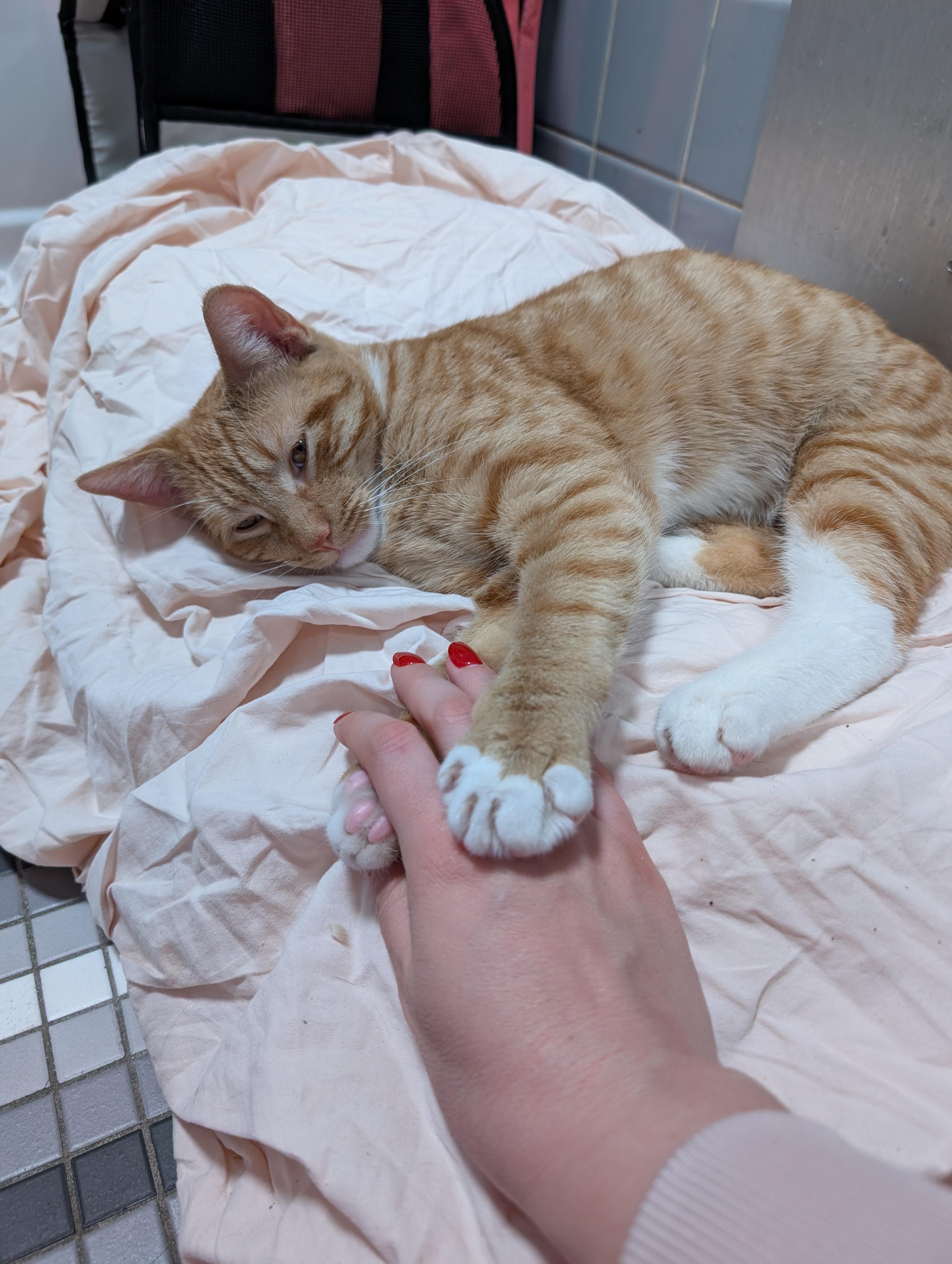 Calcifer, an adopted Domestic Short Hair in Philadelphia, PA image 2/5