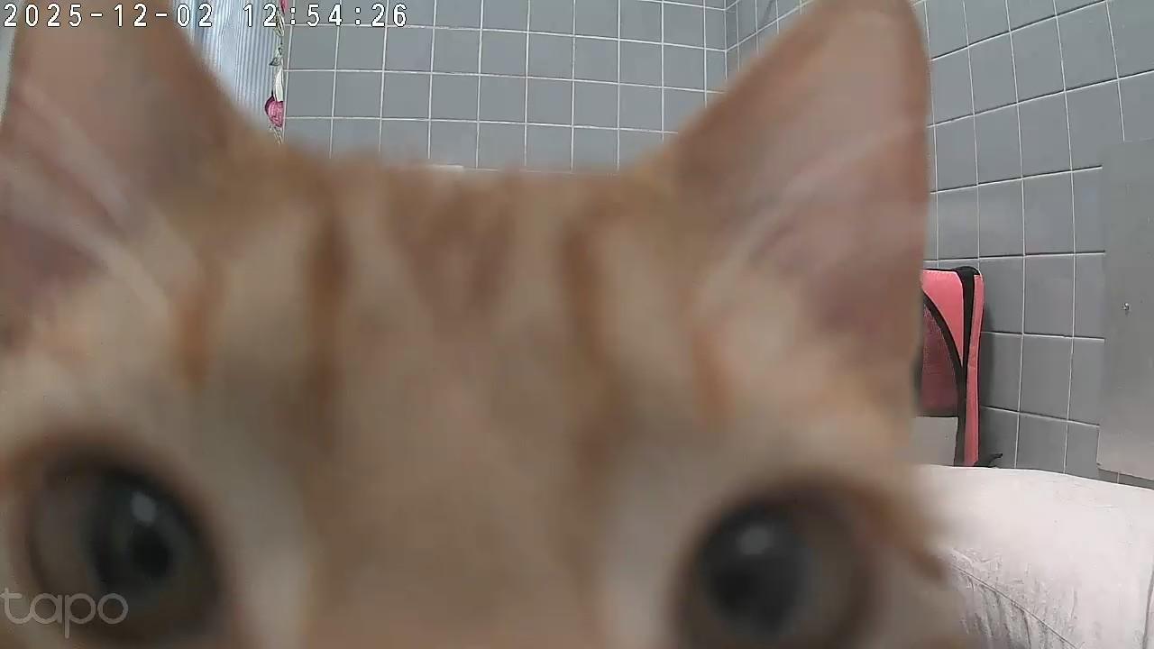 Calcifer, an adopted Domestic Short Hair in Philadelphia, PA image 3/5