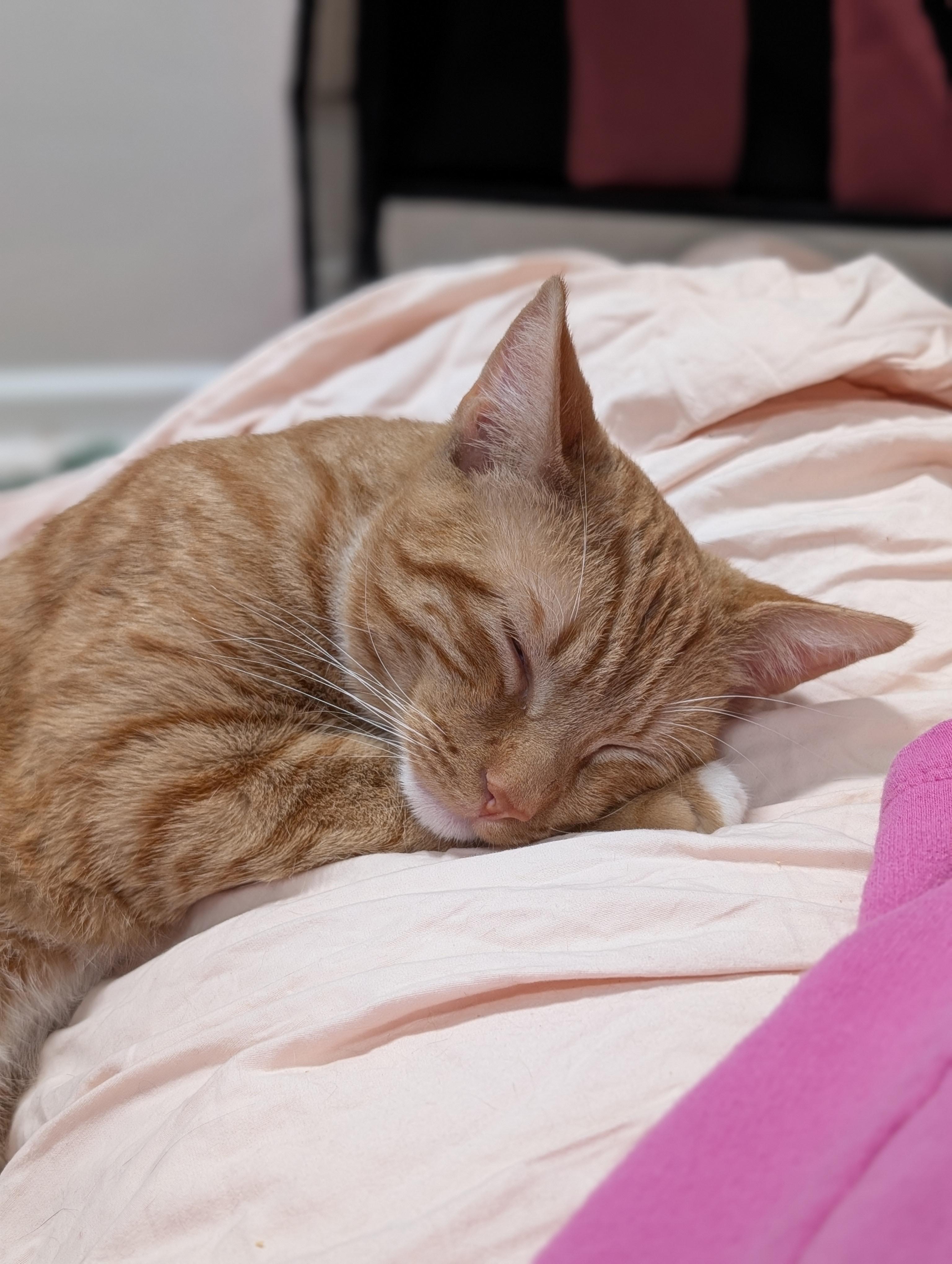 Calcifer, an adopted Domestic Short Hair in Philadelphia, PA image 4/5