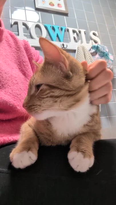 Enlarge Calcifer, an adopted Domestic Short Hair in Philadelphia, PA video 5/5