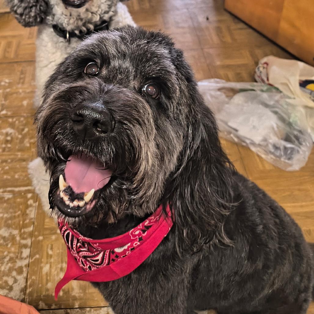 Enlarge Onyx, a Adoptable mixed breed in Bristol, IN image 1/1