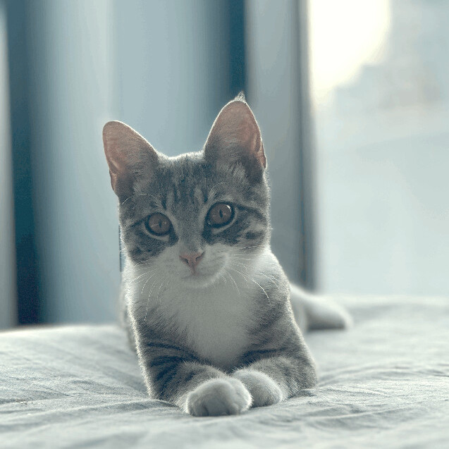 Enlarge Picassa, a Adopted Domestic Short Hair in Brooklyn, NY image 1/5