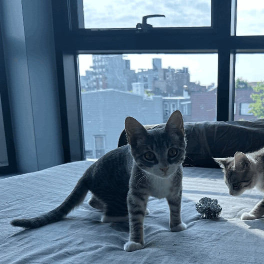 Enlarge Picassa, a Adopted Domestic Short Hair in Brooklyn, NY image 2/5
