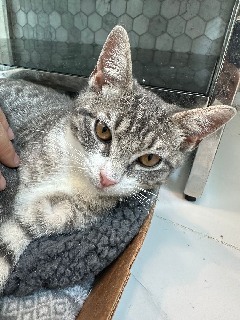 Enlarge Picassa, a Adopted Domestic Short Hair in Brooklyn, NY image 3/5