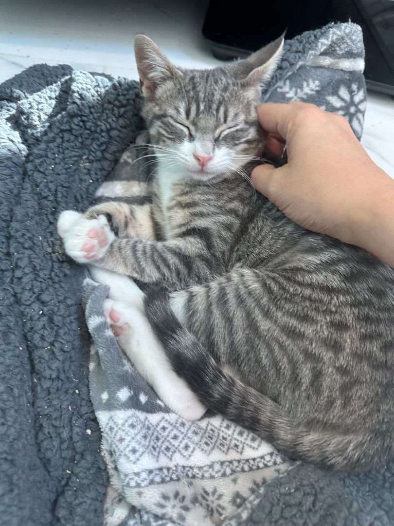 Enlarge Picassa, a Adopted Domestic Short Hair in Brooklyn, NY image 4/5