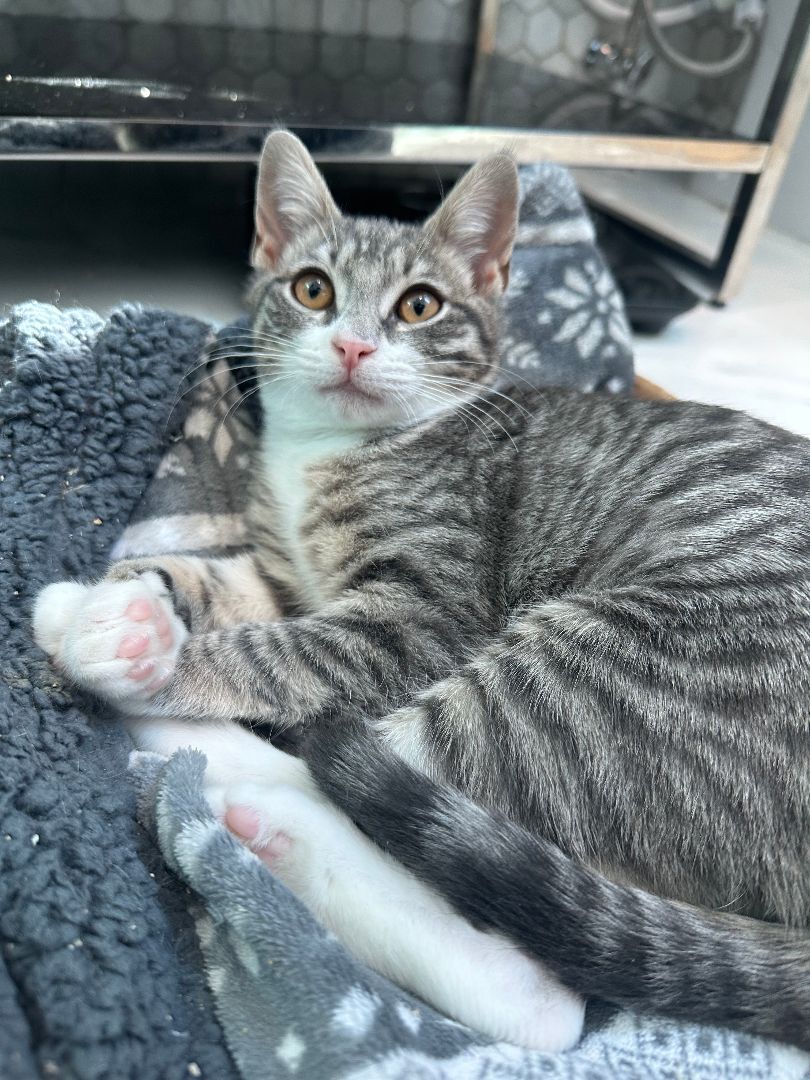 Enlarge Picassa, a Adopted Domestic Short Hair in Brooklyn, NY image 5/5