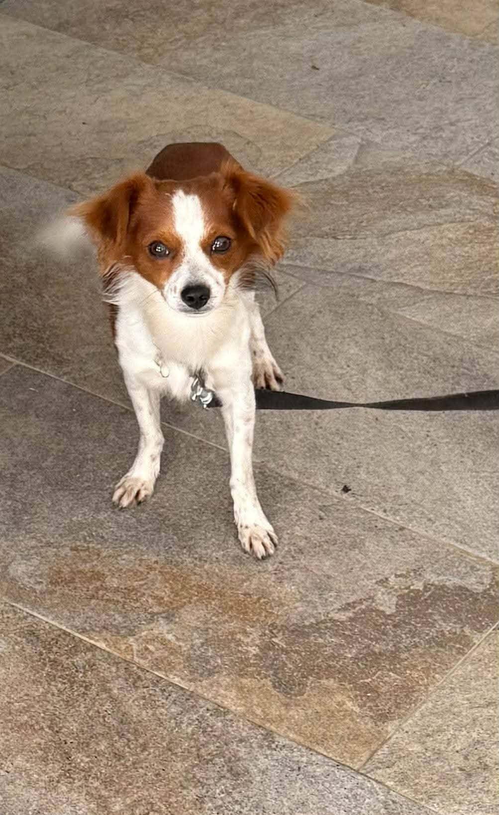 Enlarge Lorenzo, a ADOPTABLE mixed breed in Lebanon, NJ image 1/1