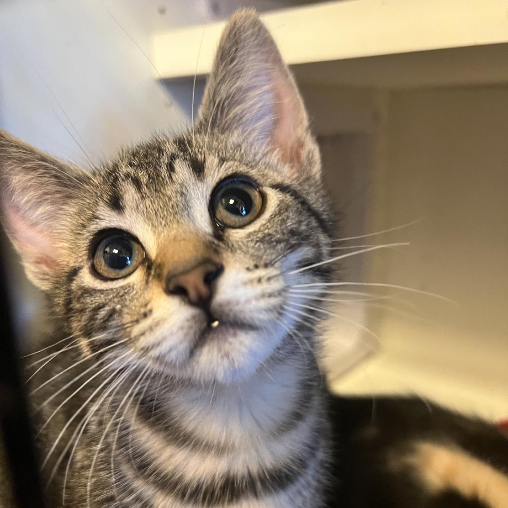 Enlarge Rosemary, a Adoptable Domestic Short Hair in Albert Lea, MN image 1/5