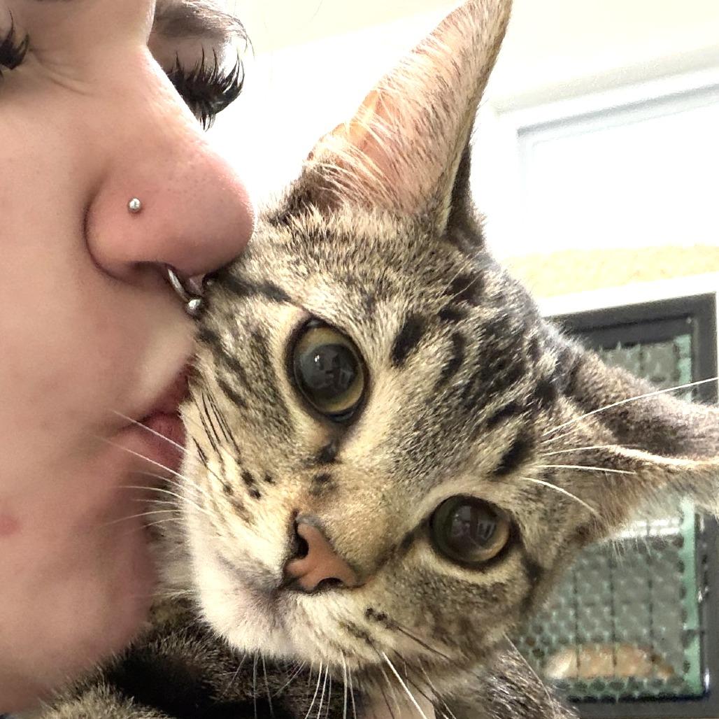 Enlarge Rosemary, a Adoptable Domestic Short Hair in Albert Lea, MN image 2/5