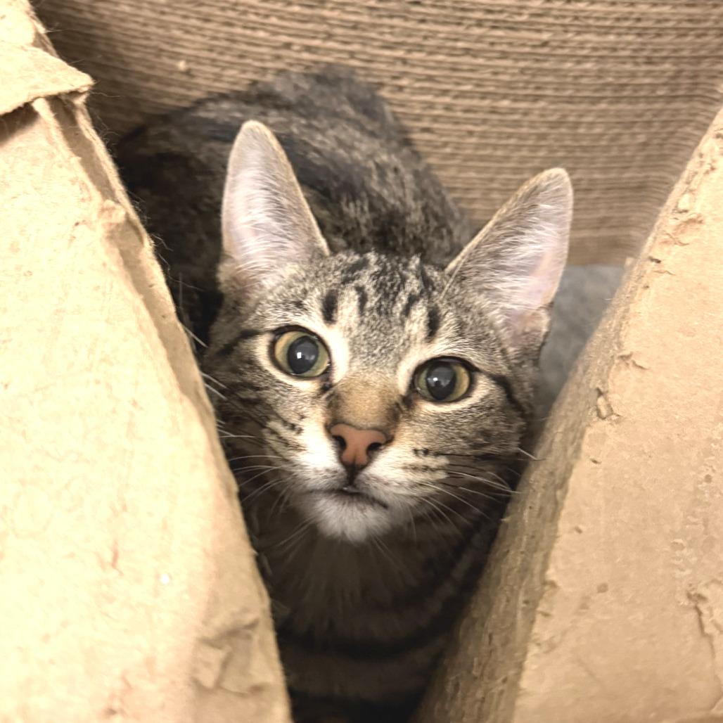 Enlarge Rosemary, a Adoptable Domestic Short Hair in Albert Lea, MN image 3/5