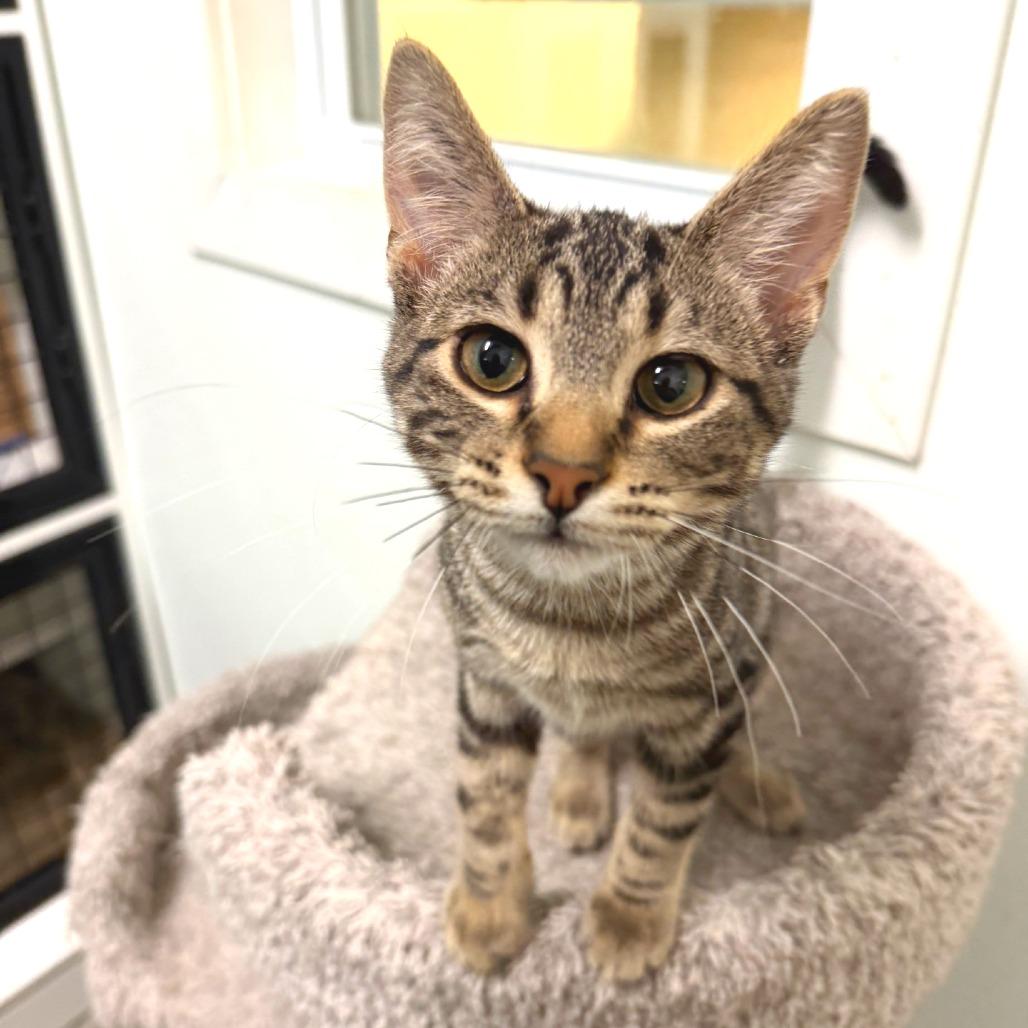 Enlarge Rosemary, a Adoptable Domestic Short Hair in Albert Lea, MN image 4/5