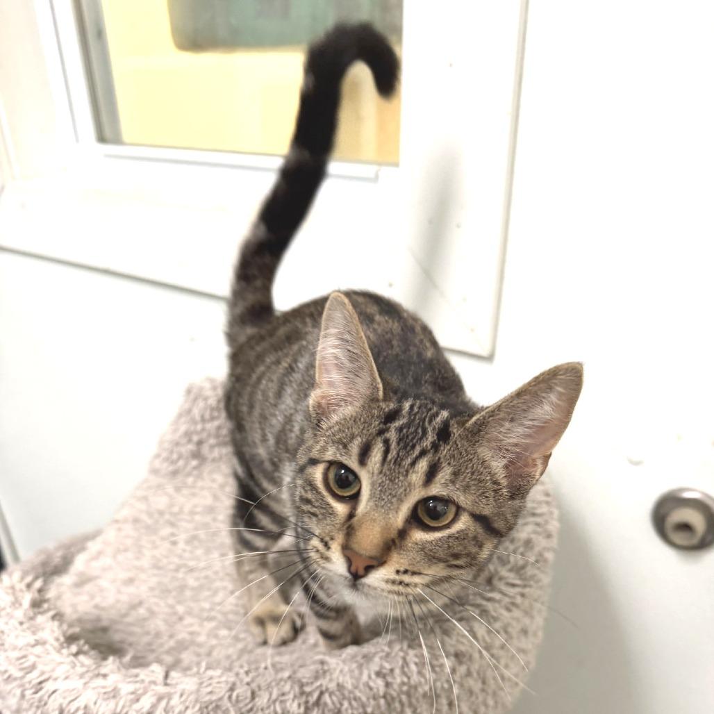 Enlarge Rosemary, a Adoptable Domestic Short Hair in Albert Lea, MN image 5/5