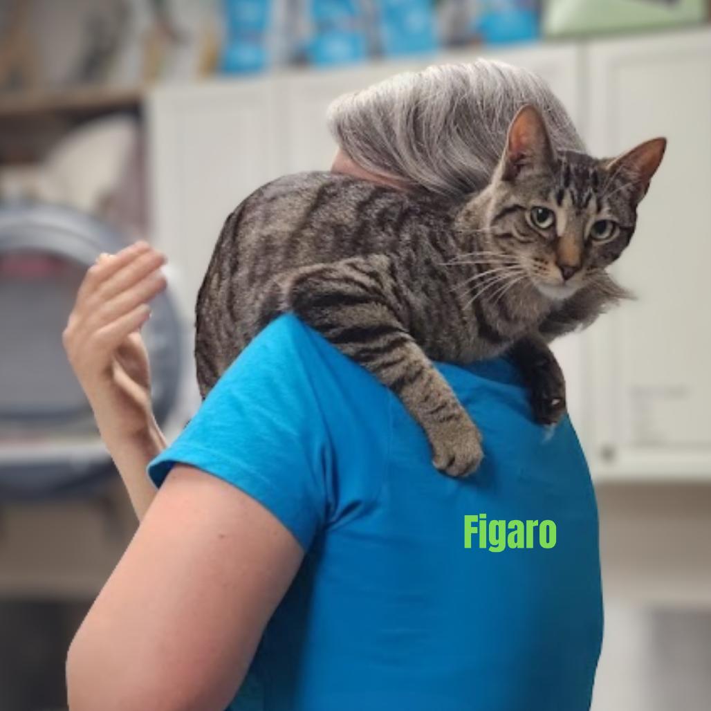 Figaro, Adoptable, Young Male Domestic Short Hair.