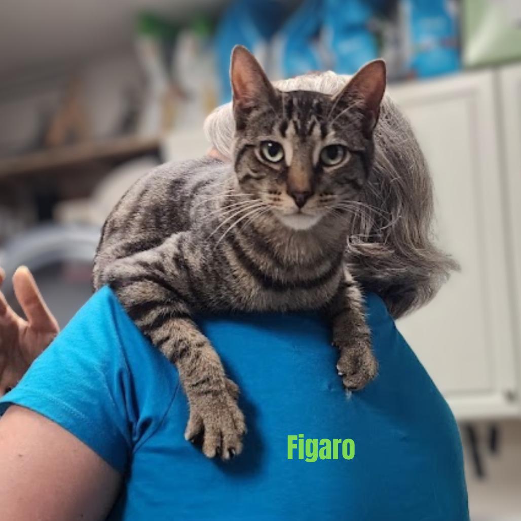Enlarge Figaro, a Adoptable Domestic Short Hair in Kennett Square, PA image 2/2