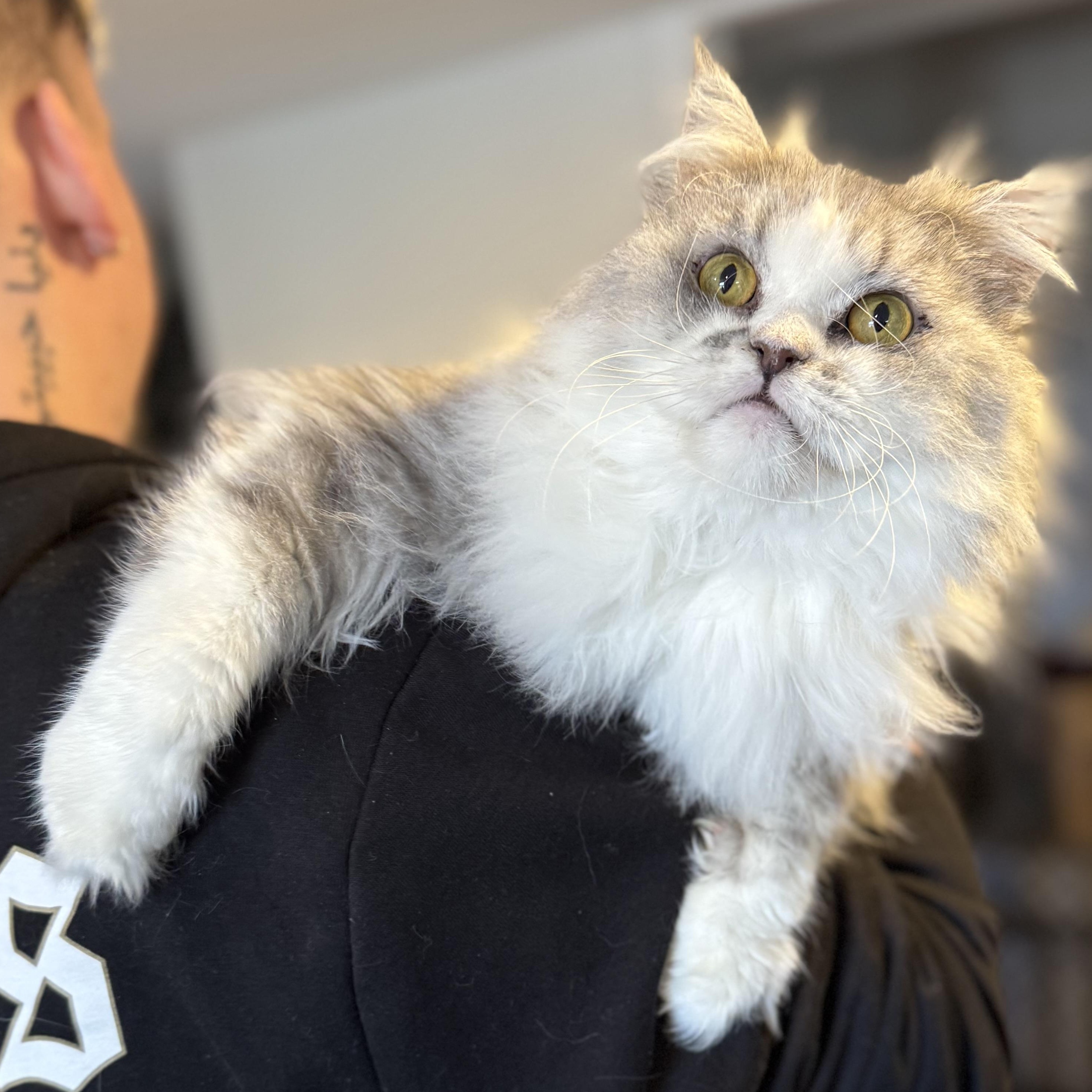 Storm, Adoptable, Adult Male Persian.