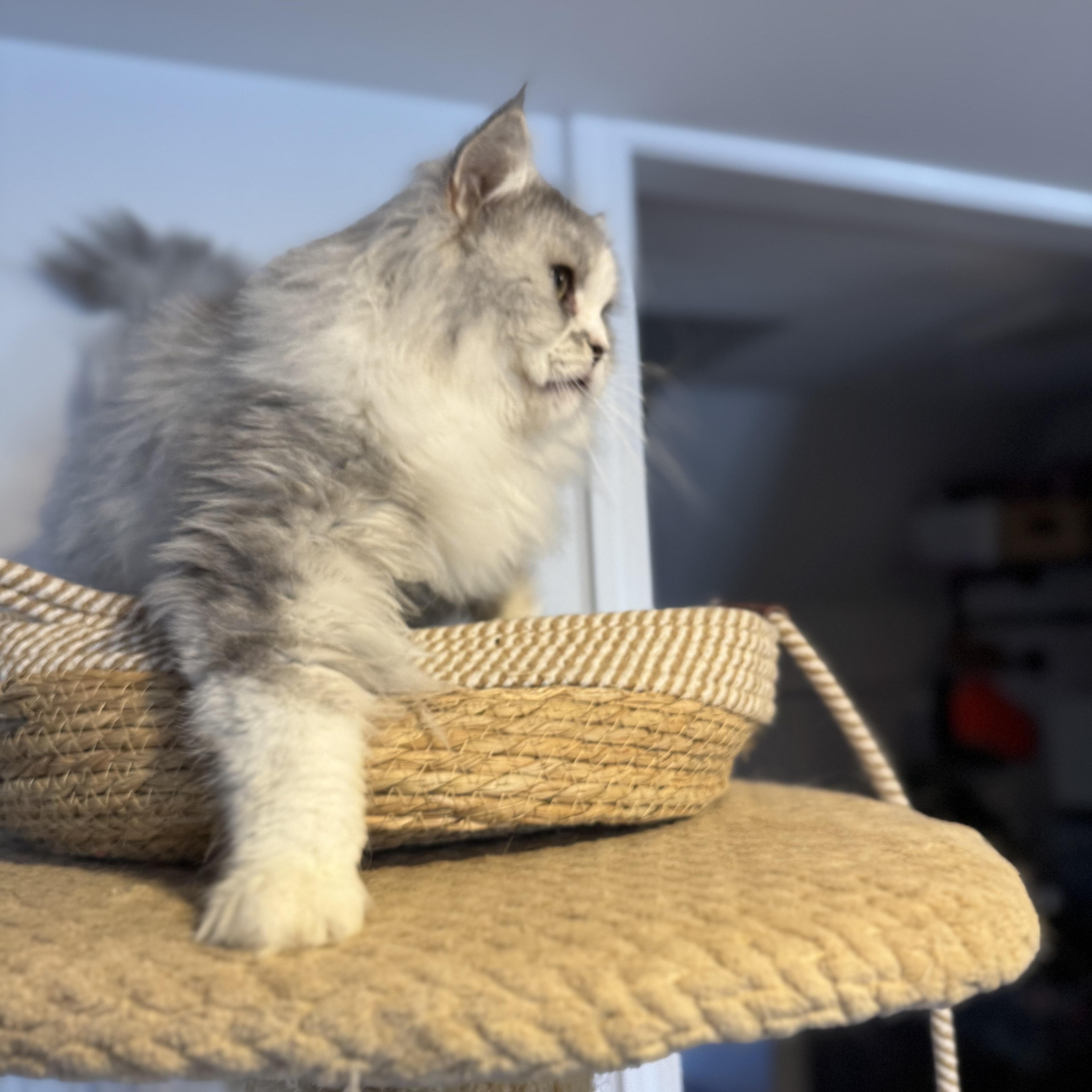 Enlarge Storm, a Adoptable mixed breed in Newmarket, ON image 6/6