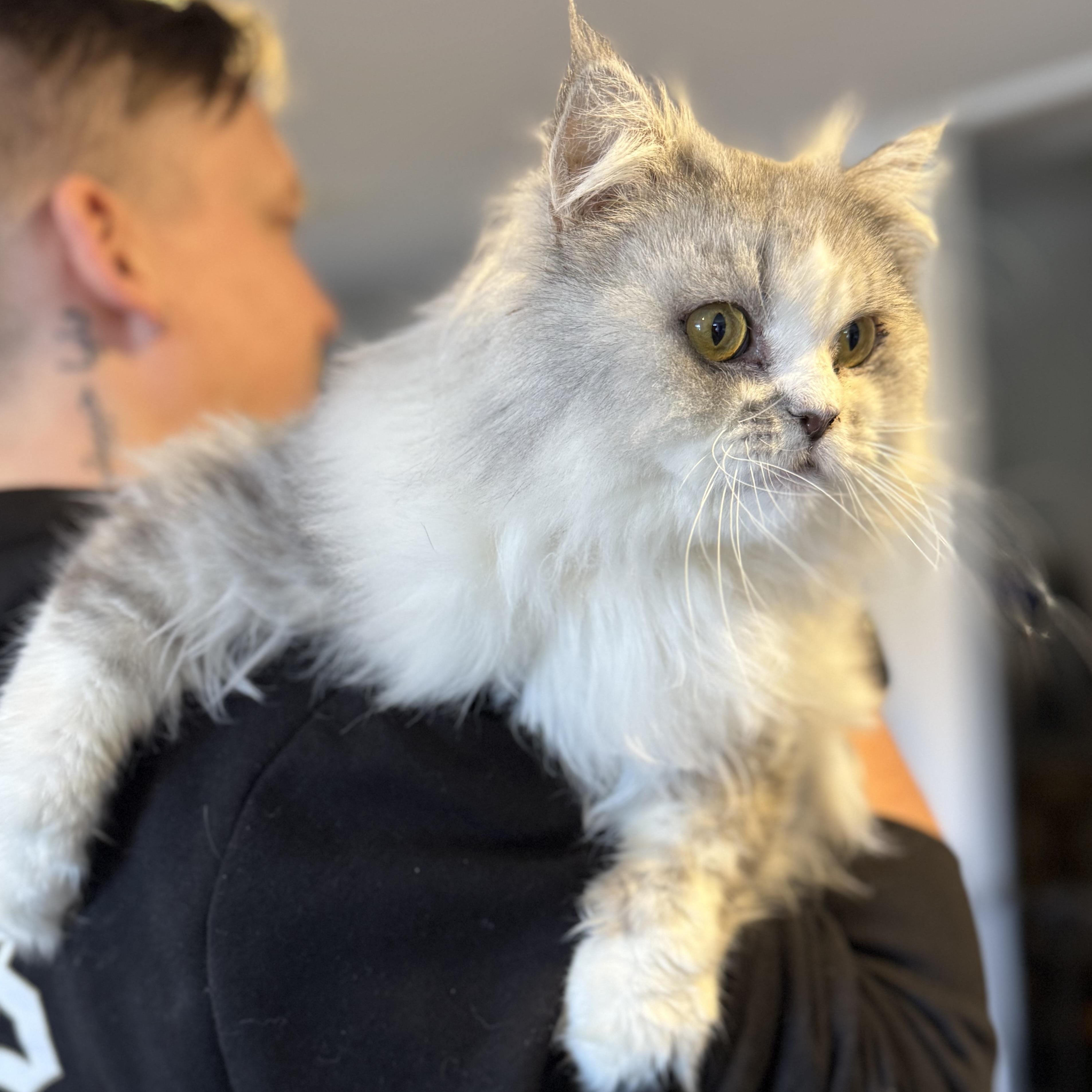 Enlarge Storm, a Adoptable mixed breed in Newmarket, ON image 4/6