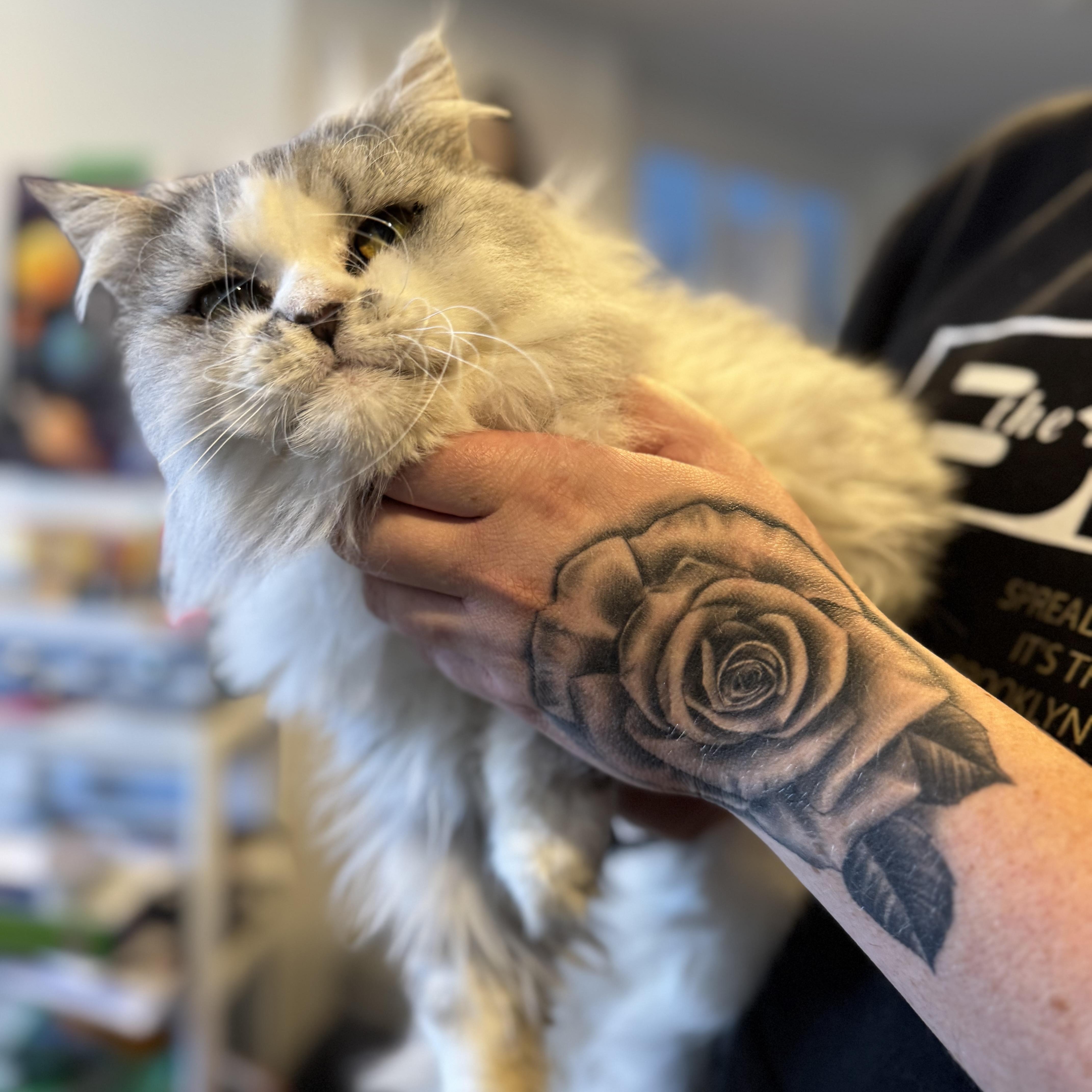 Enlarge Storm, a Adoptable mixed breed in Newmarket, ON image 3/6