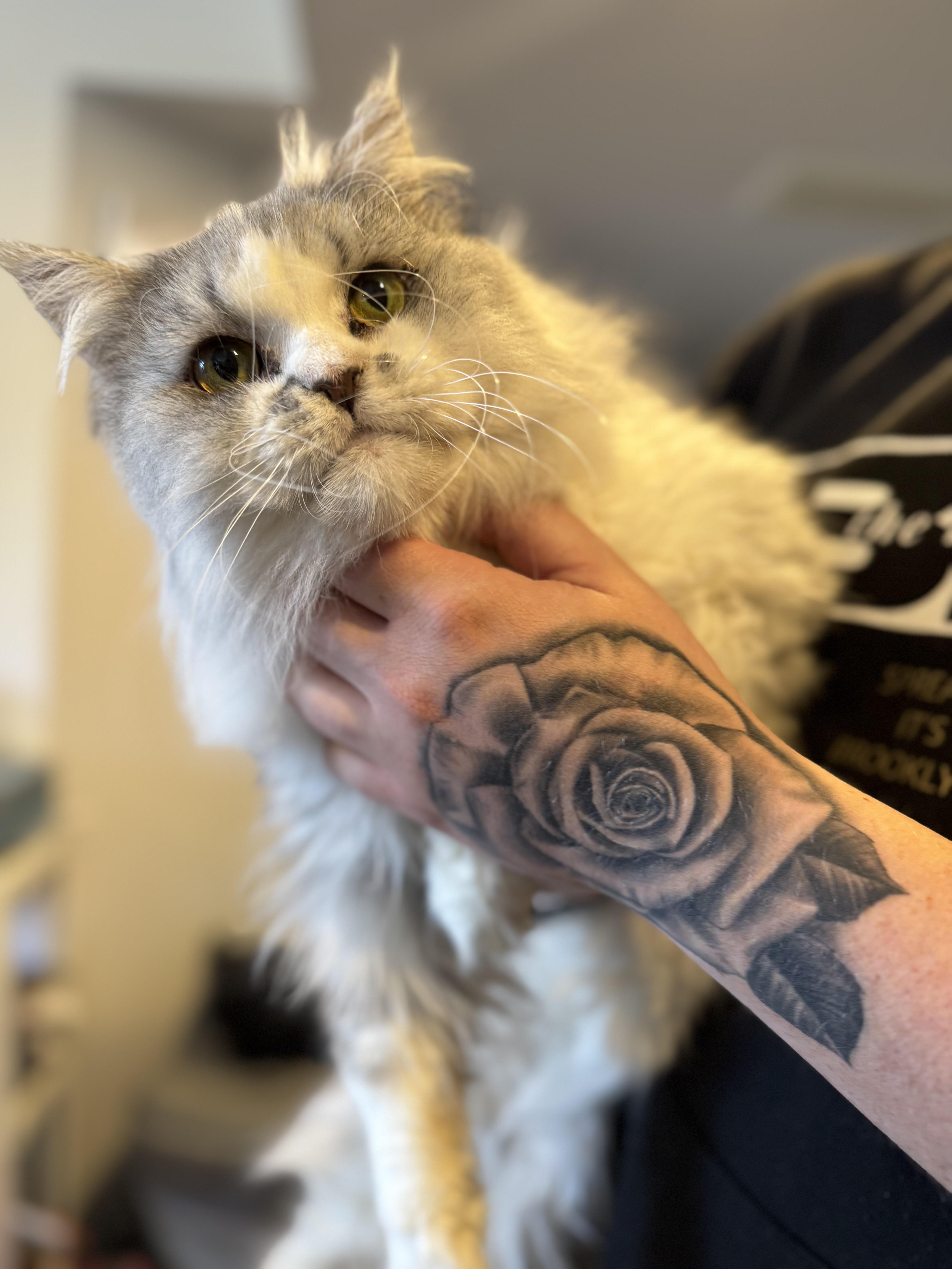 Enlarge Storm, a Adoptable mixed breed in Newmarket, ON image 5/6