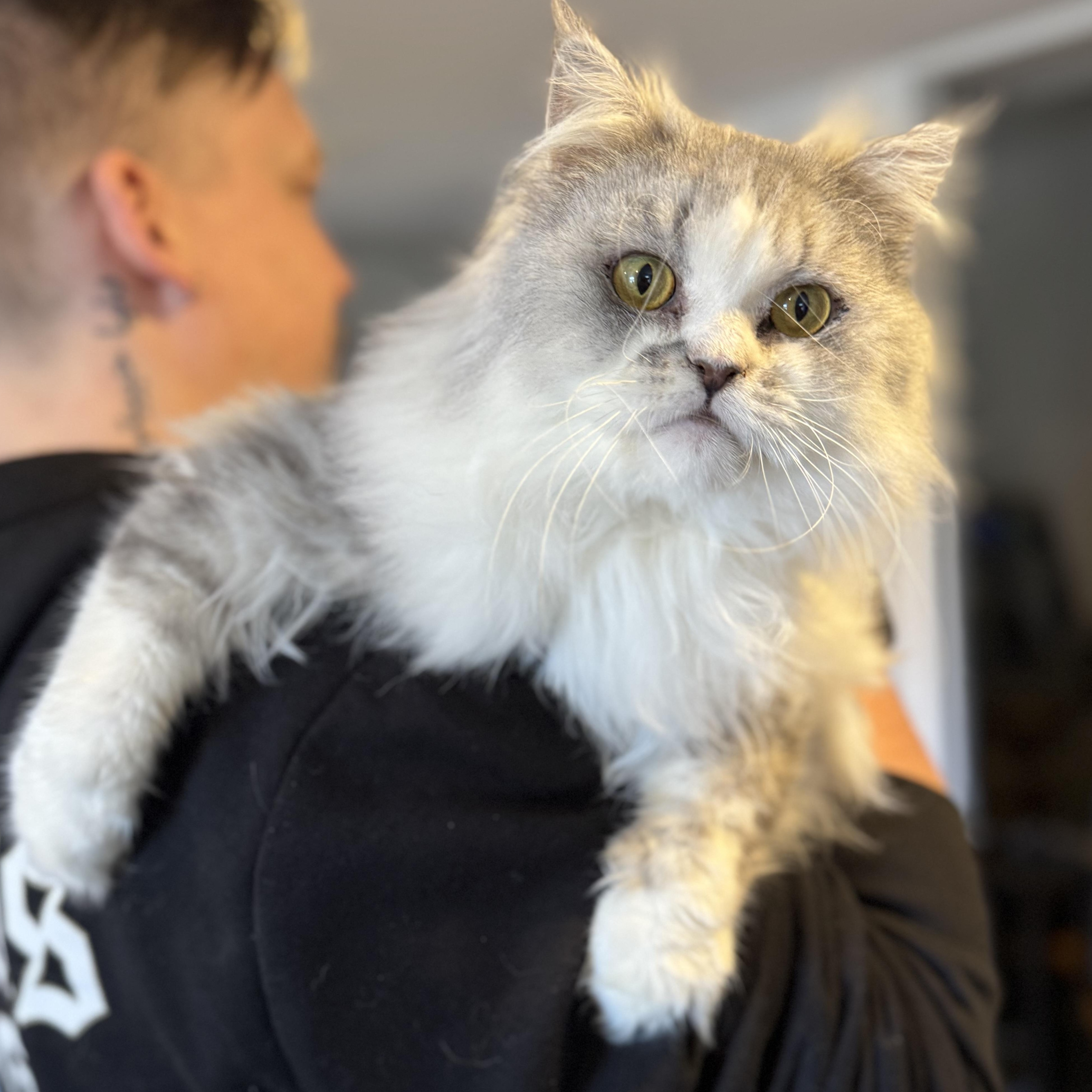 Enlarge Storm, a Adoptable mixed breed in Newmarket, ON image 2/6