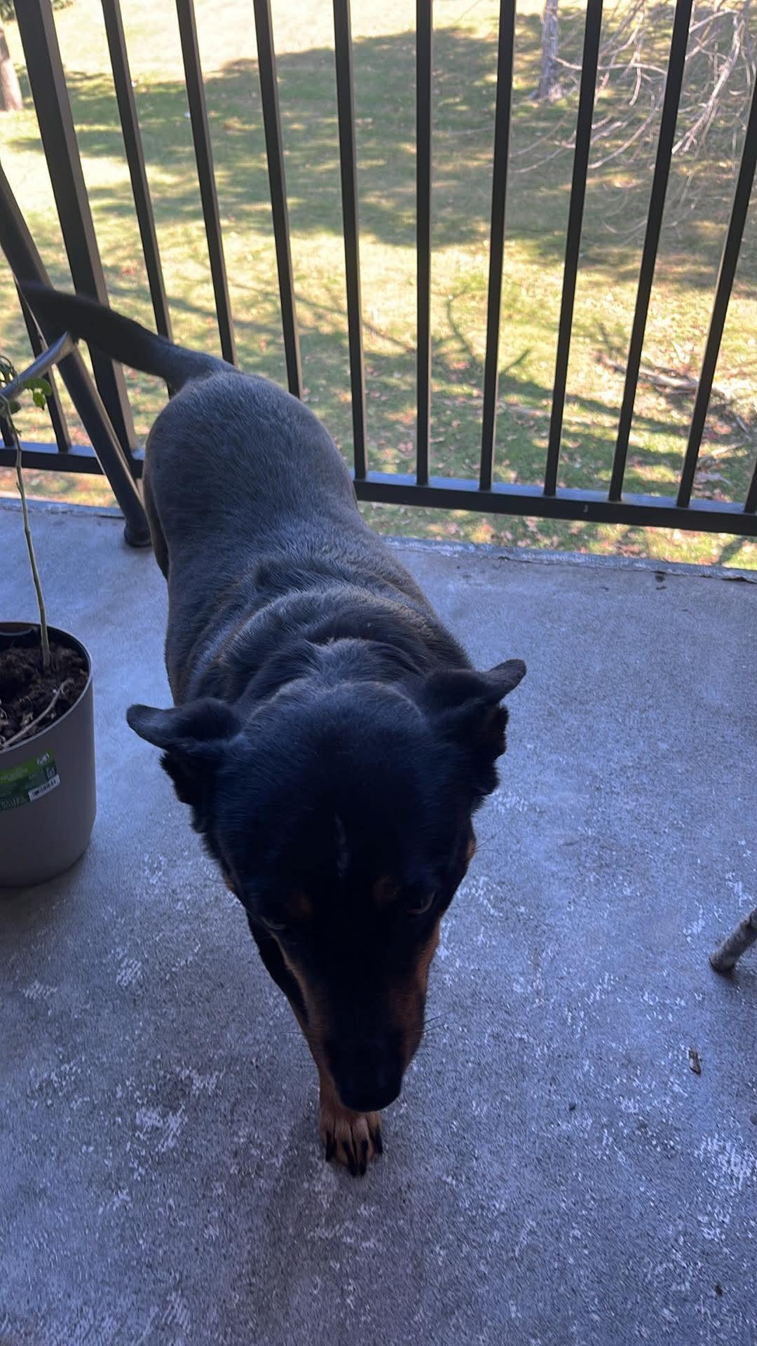 Enlarge Macie (formerly Maisie Mouse), a Adoptable mixed breed in Mount Juliet, TN image 2/4