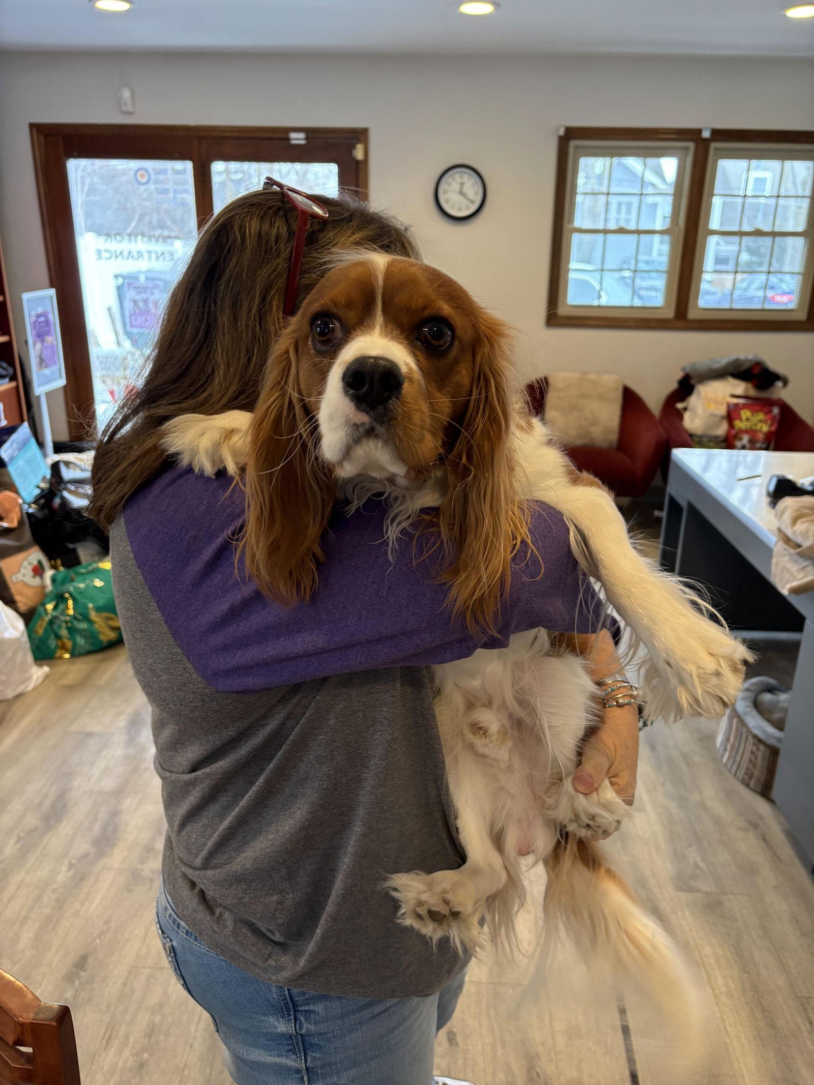 Terwillger, Adopted, Young Male Cavalier King Charles Spaniel.