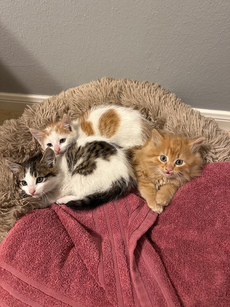 Liam, Adoptable, Young Male Domestic Short Hair.