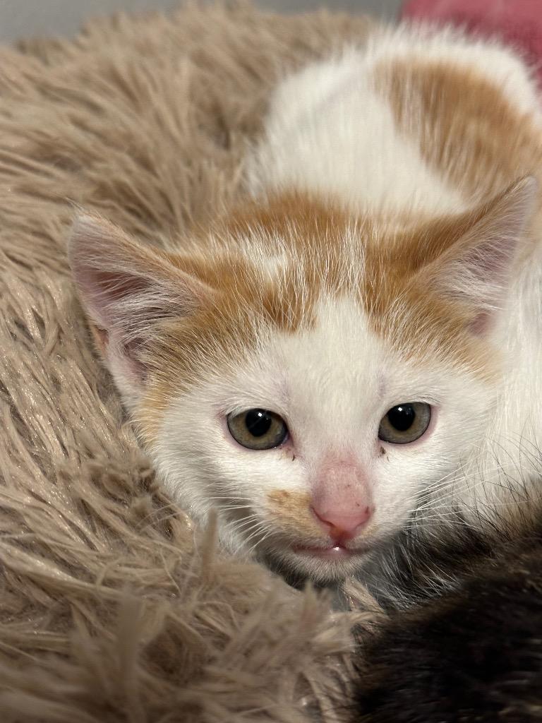 Enlarge Liam, a Adoptable mixed breed in Spring, TX image 2/4