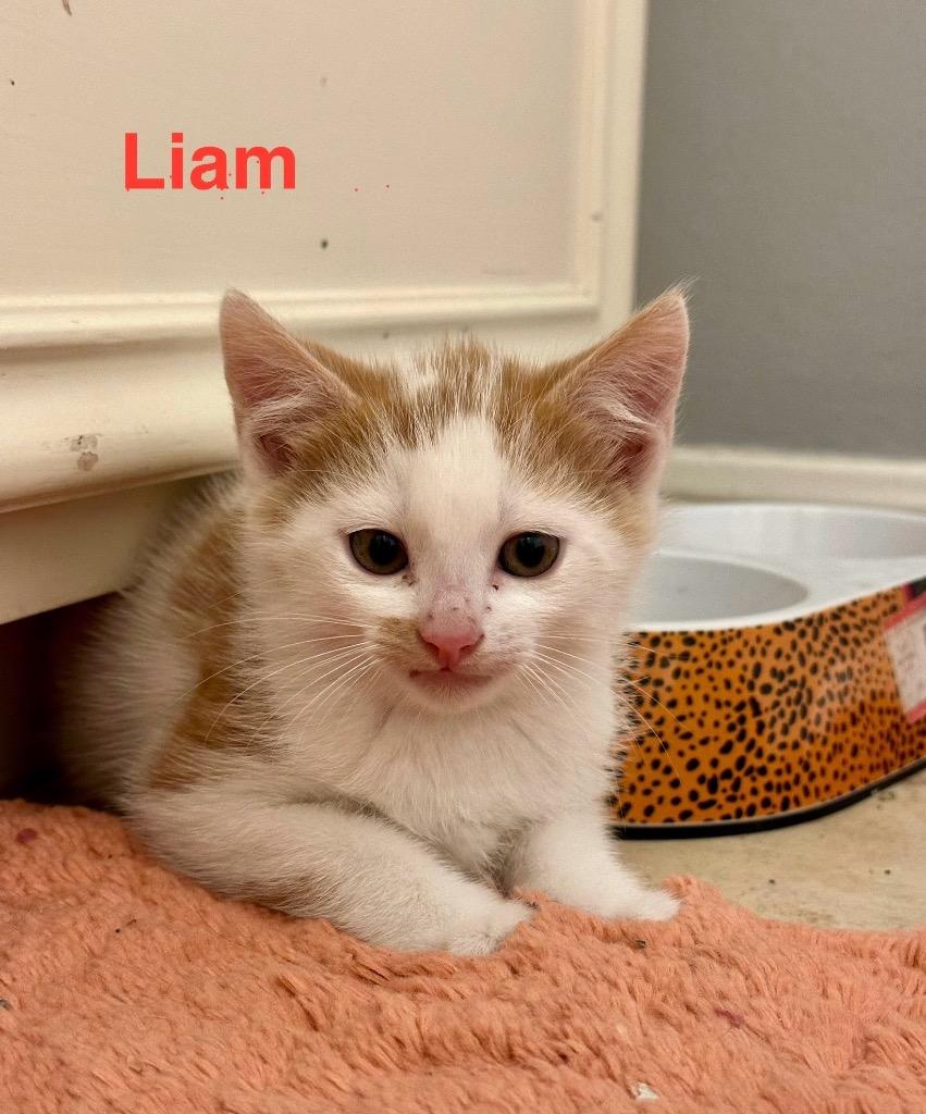 Enlarge Liam, a Adoptable mixed breed in Spring, TX image 3/4