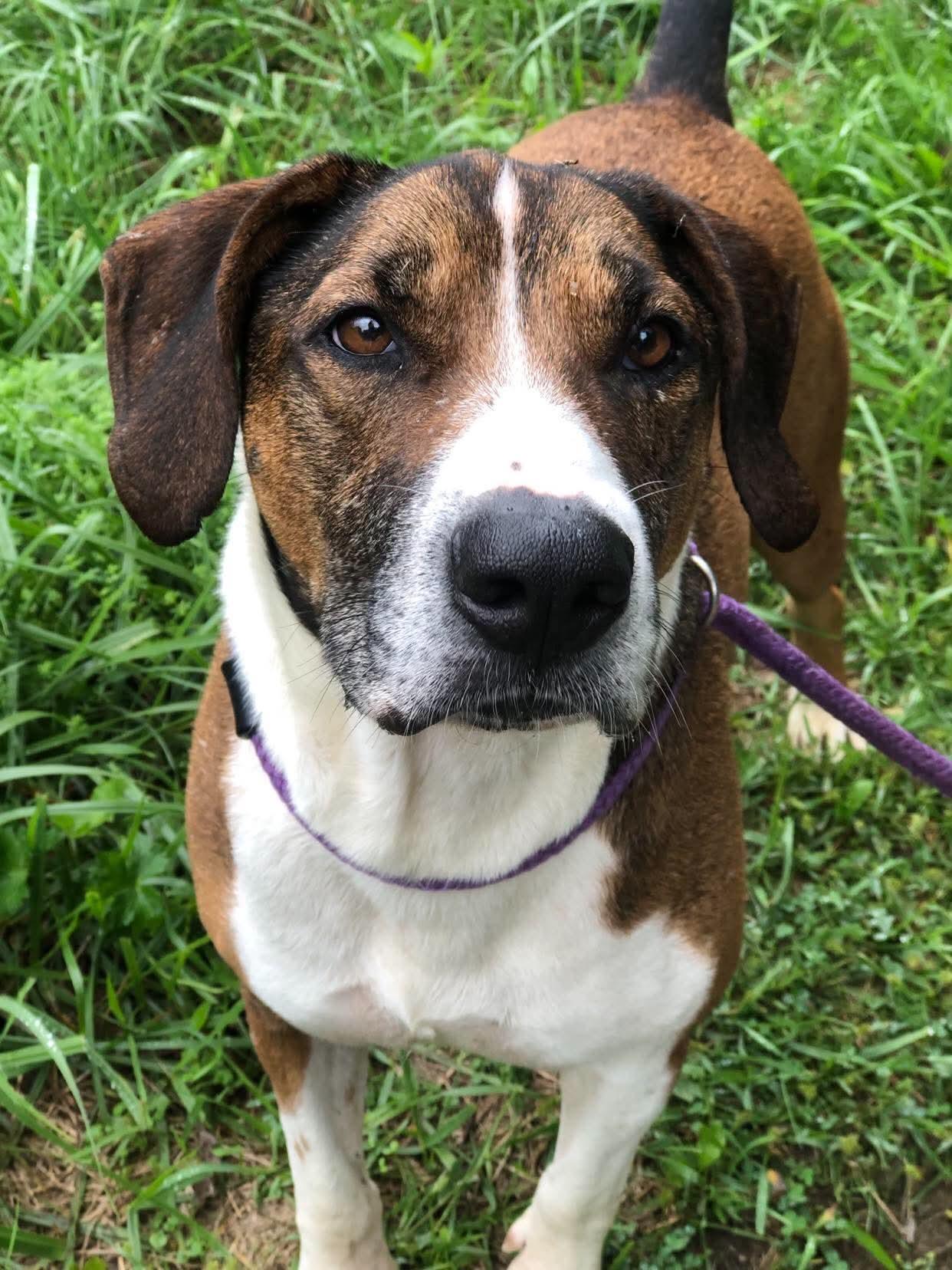 Raider, Adoptable, Adult Male Pit Bull Terrier.