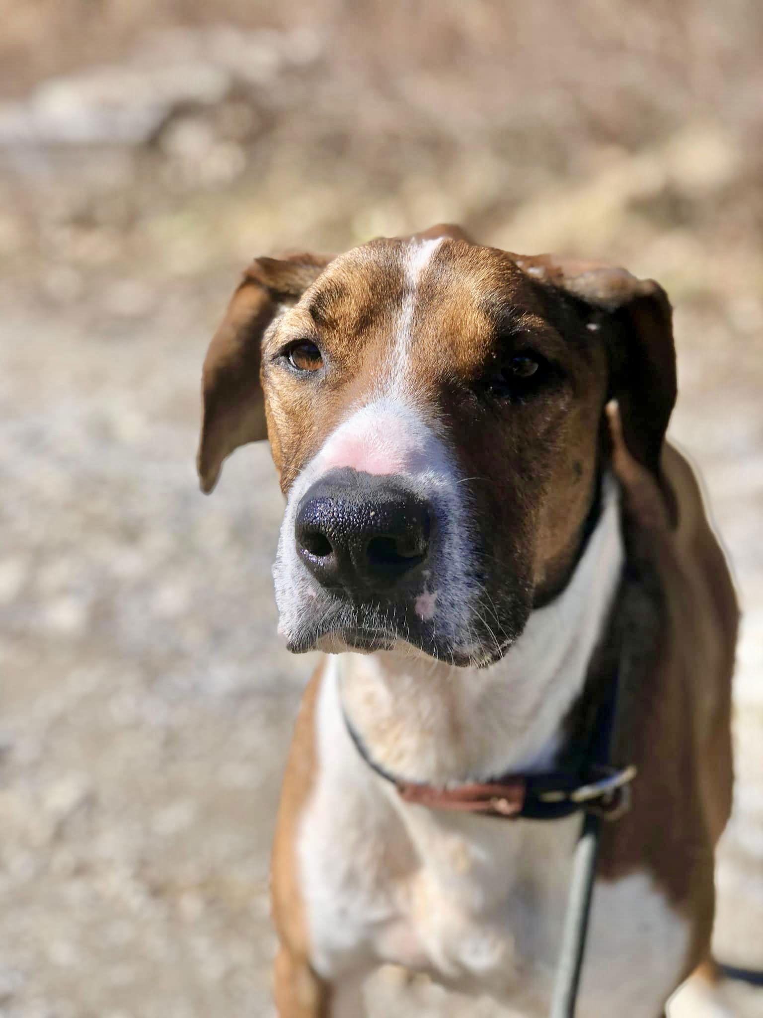 Raider, Adoptable, Adult Male Pit Bull Terrier.