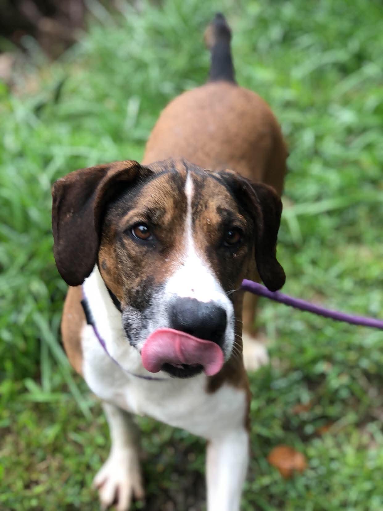 Enlarge Raider, a Adoptable Pit Bull Terrier in Elkins, WV image 3/3
