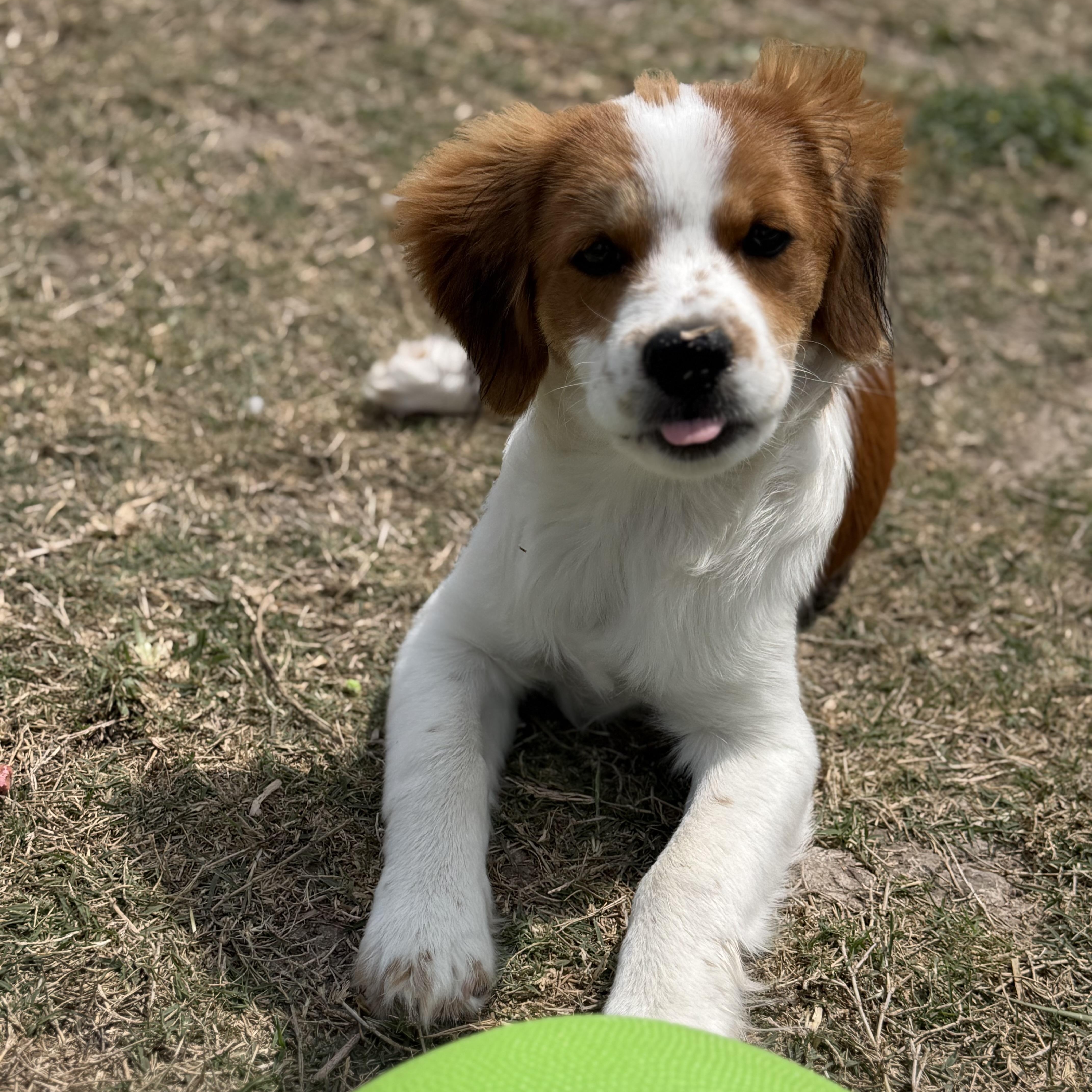 Enlarge Penny, an adopted Brittany Spaniel in New Haven, CT image 3/6