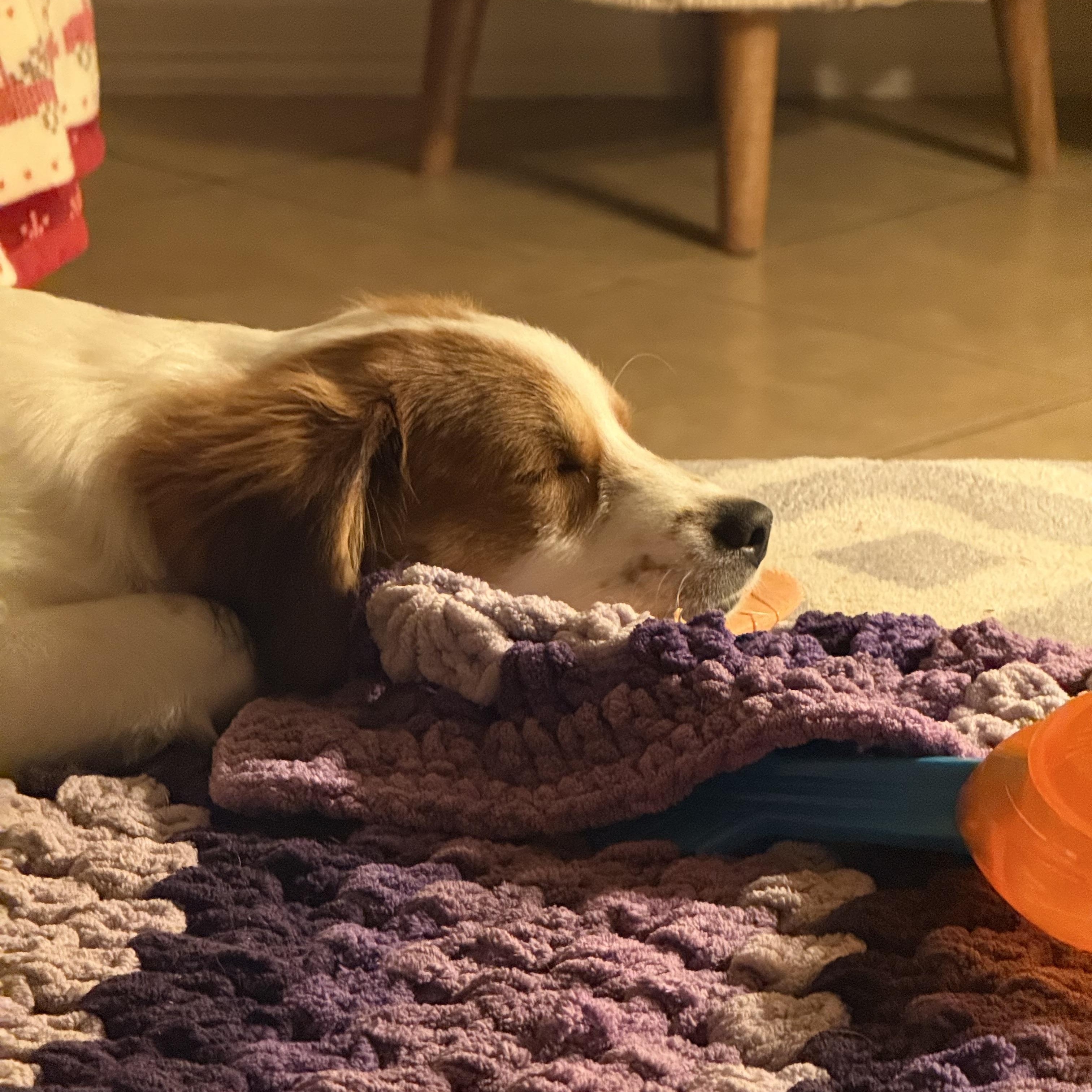 Enlarge Penny, an adopted Brittany Spaniel in New Haven, CT image 4/6