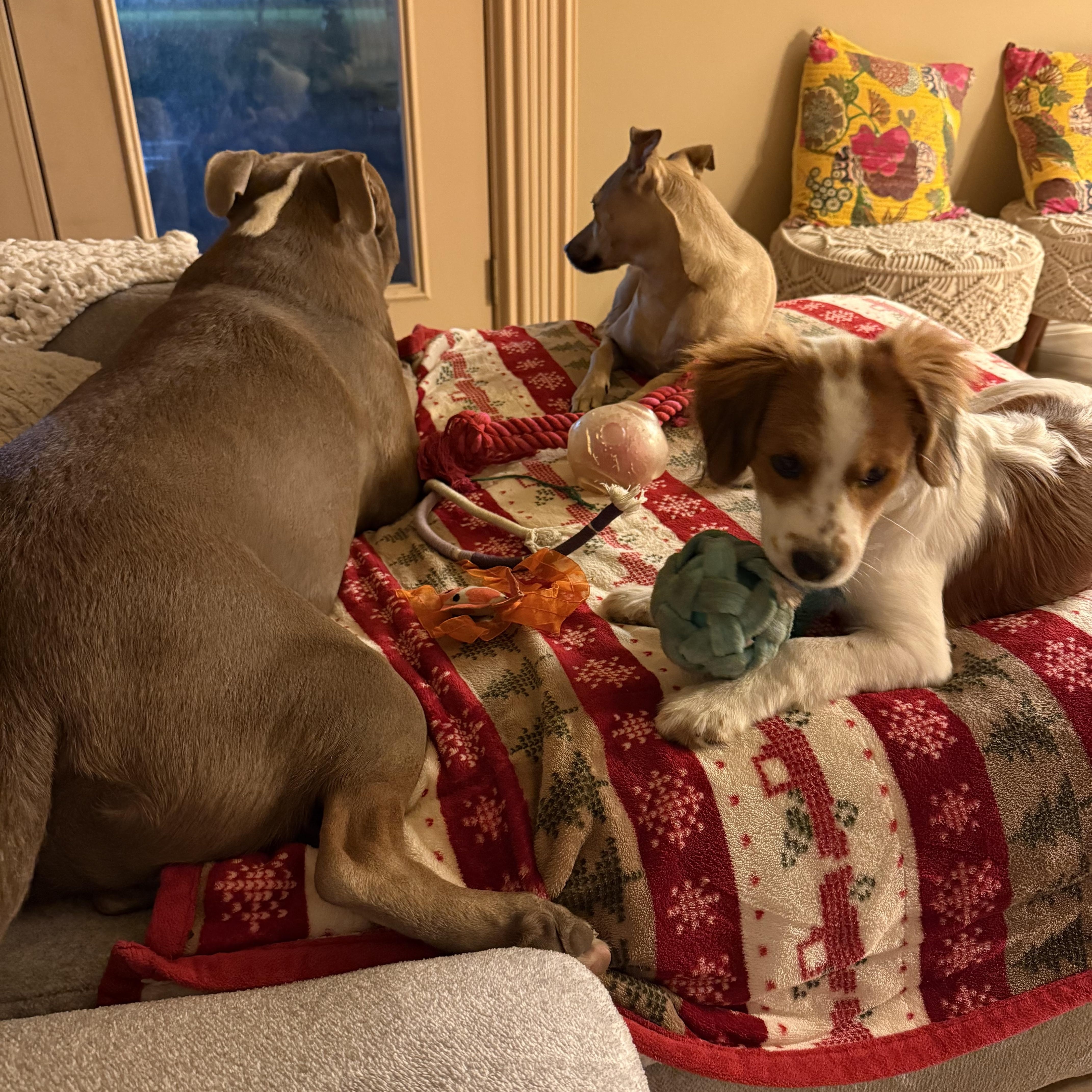 Enlarge Penny, an adopted Brittany Spaniel in New Haven, CT image 5/6