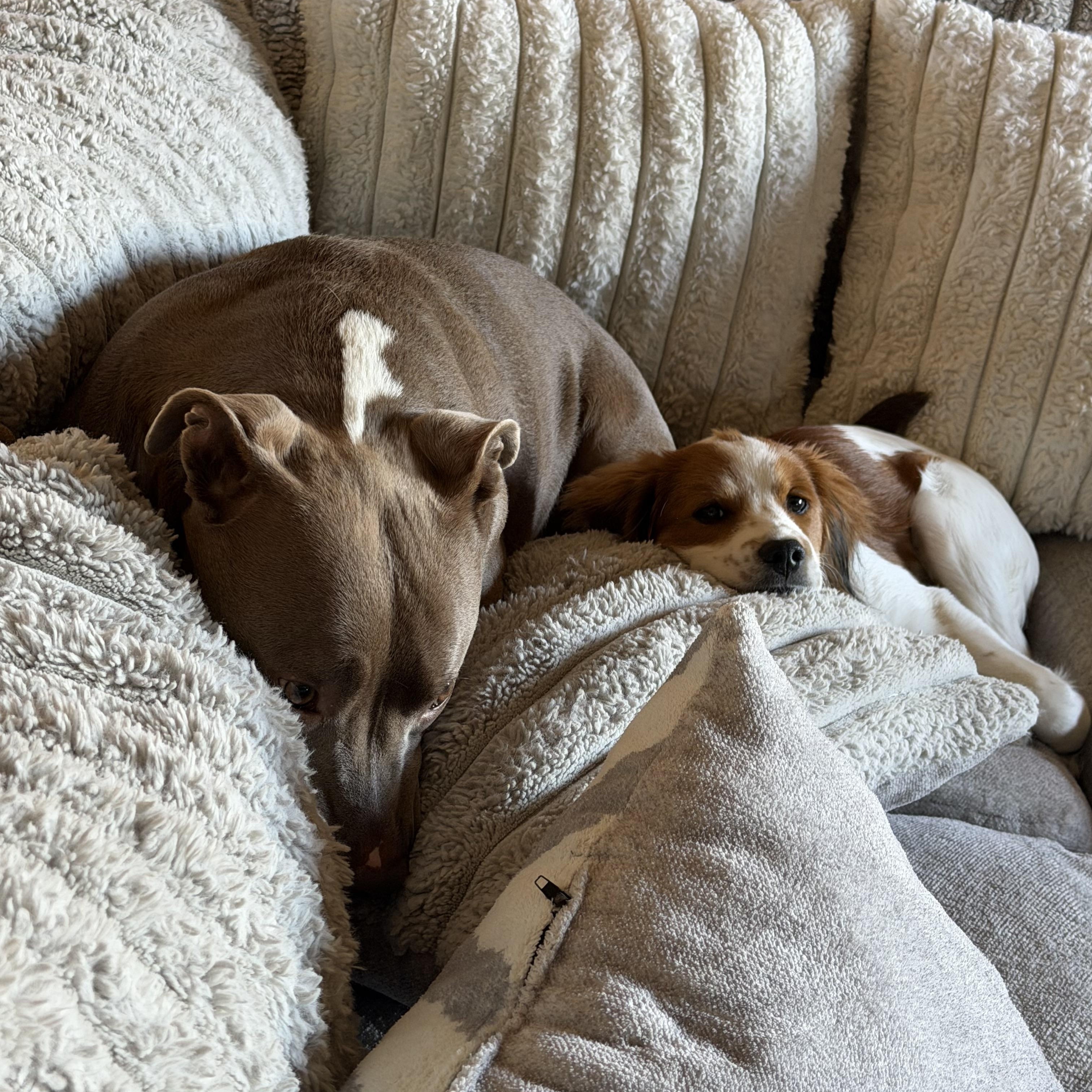 Enlarge Penny, an adopted Brittany Spaniel in New Haven, CT image 6/6