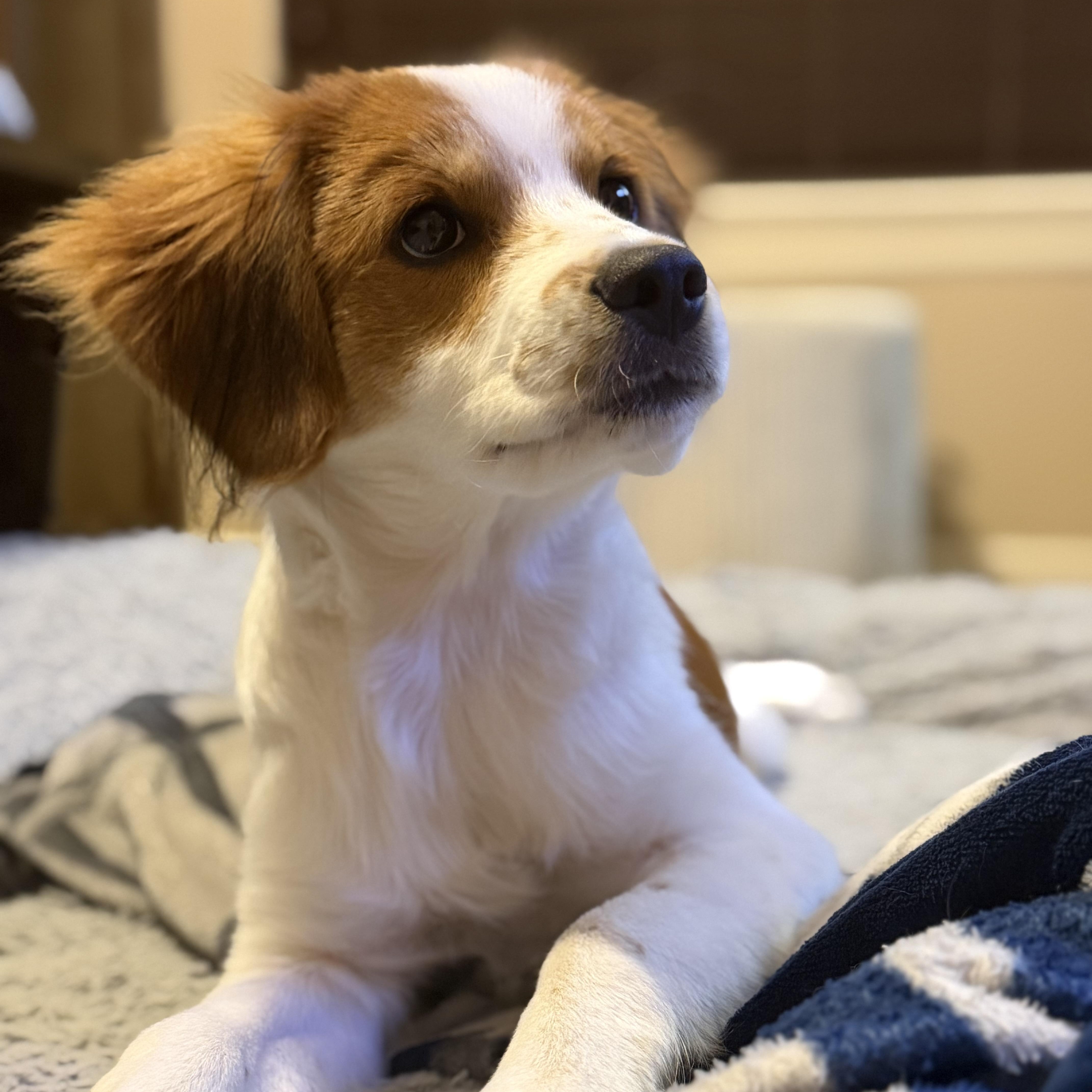 Enlarge Penny, an adopted Brittany Spaniel in New Haven, CT image 1/6