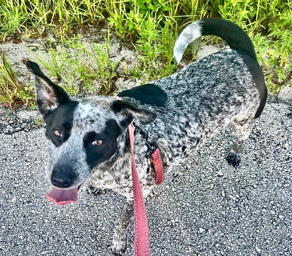 Enlarge Jolene - Mama's Turn for a Home!, a Adoptable mixed breed in Fort Myers, FL image 1/2