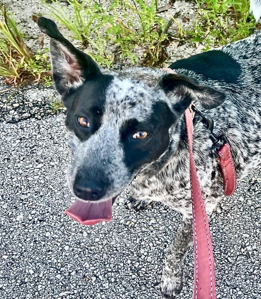 Enlarge Jolene - Mama's Turn for a Home!, a Adoptable mixed breed in Fort Myers, FL image 2/2